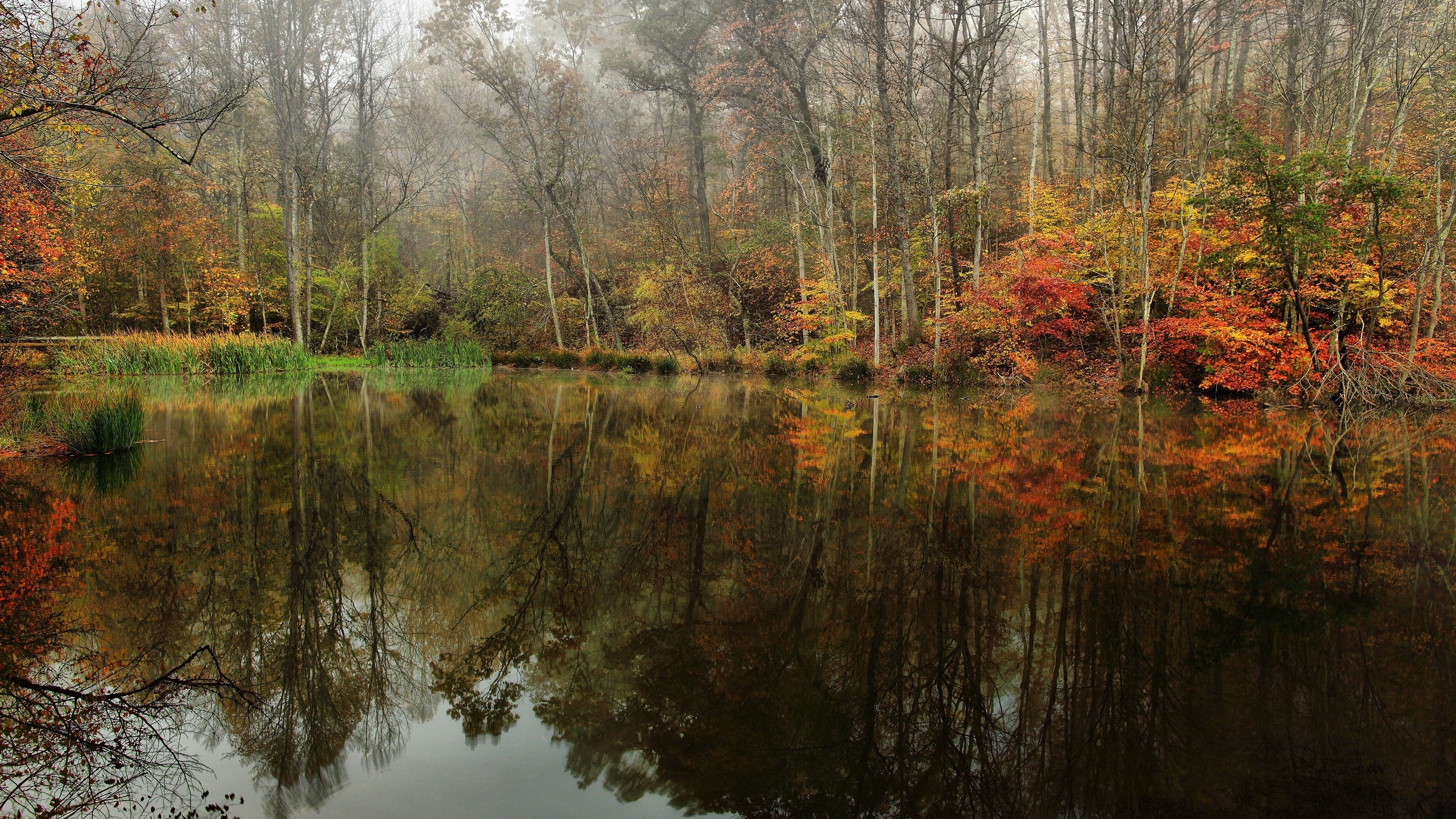 Autumn forest reflected in a calm lake on a foggy morning HD Wallpaper