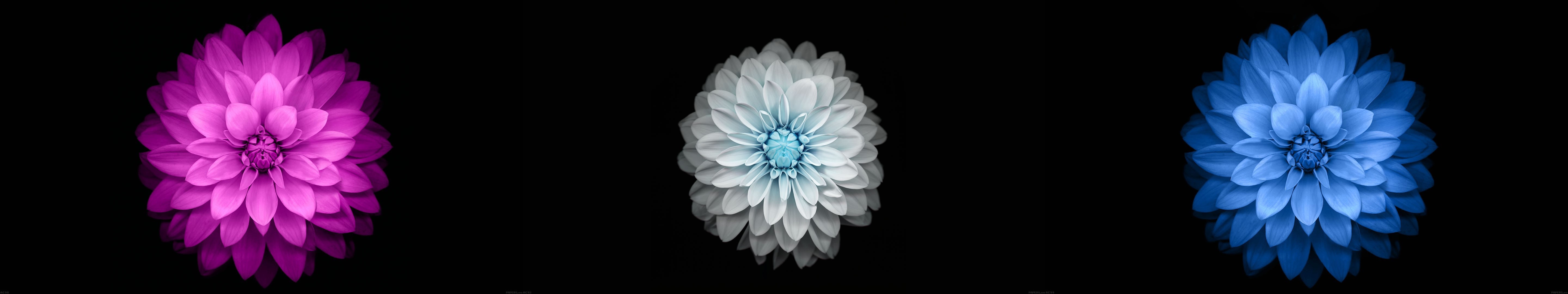 Three flowers on a black background HD Wallpaper