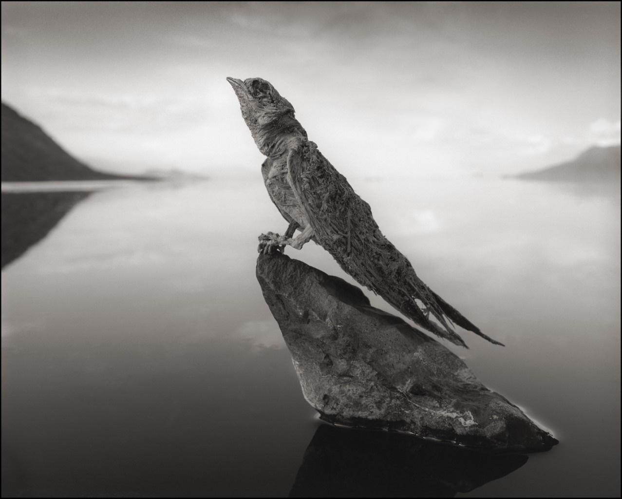 Monochrome sculpture of a bird on a rock in a lake HD Wallpaper