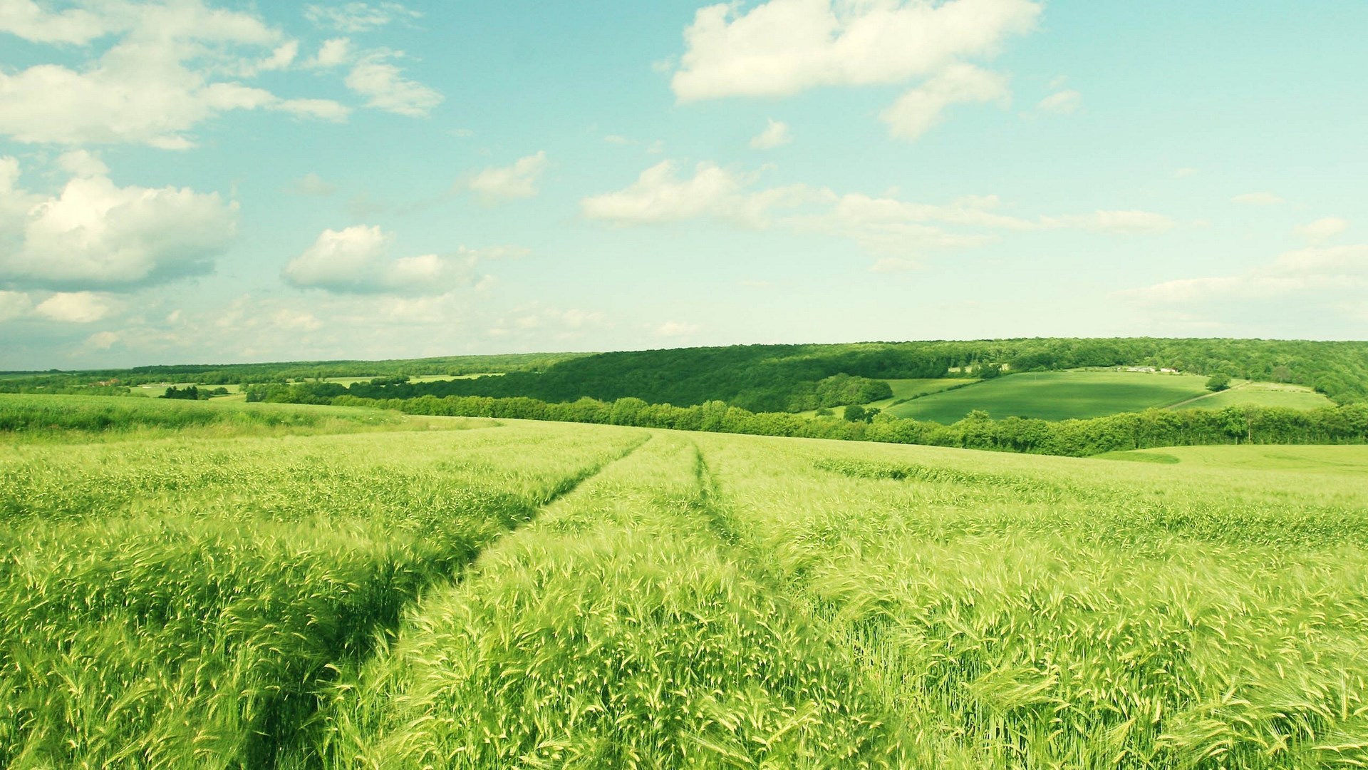 A vast green field under a cloudy sky HD Wallpaper