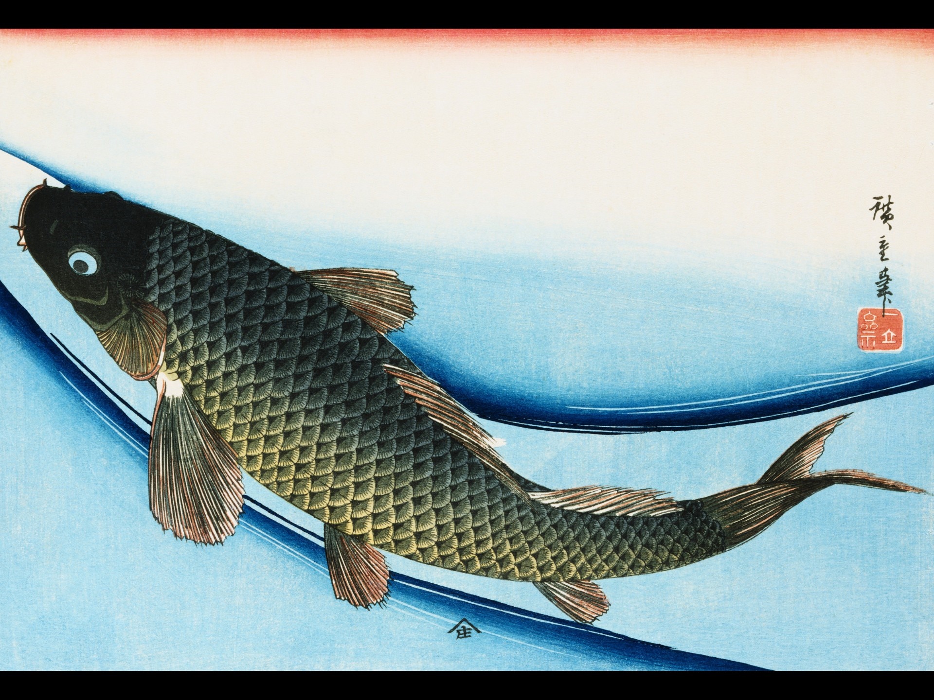 A black koi fish swims through blue water HD Wallpaper