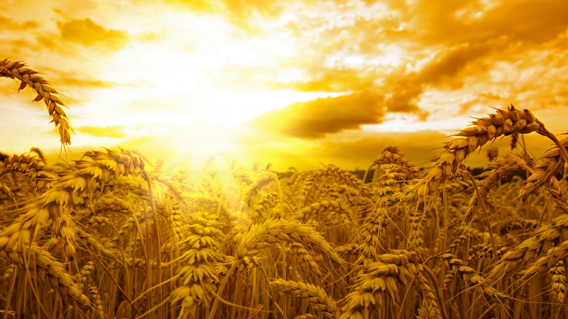 Golden wheat field at sunset HD Wallpaper
