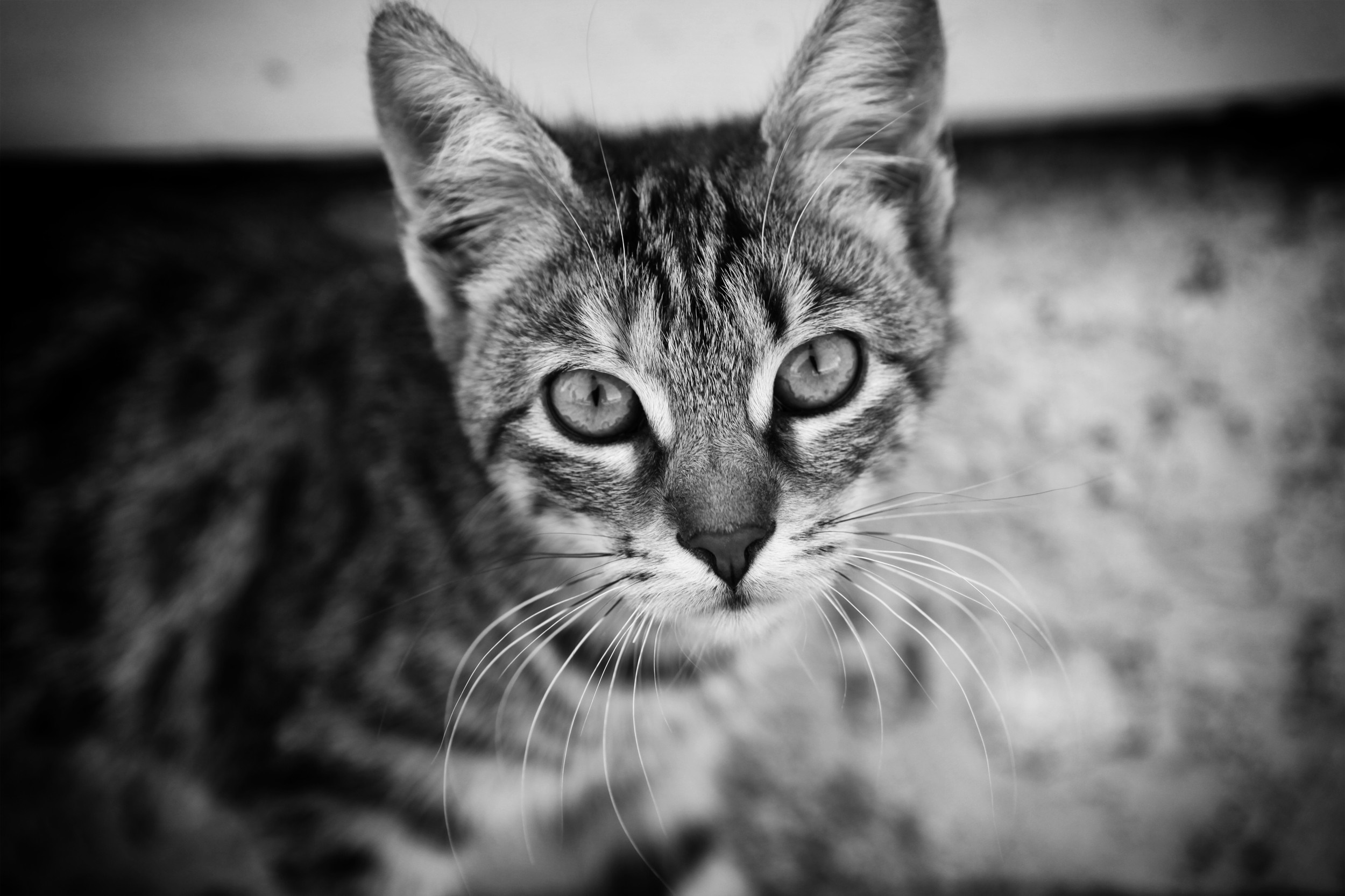 Close up of a tabby cat's face HD Wallpaper