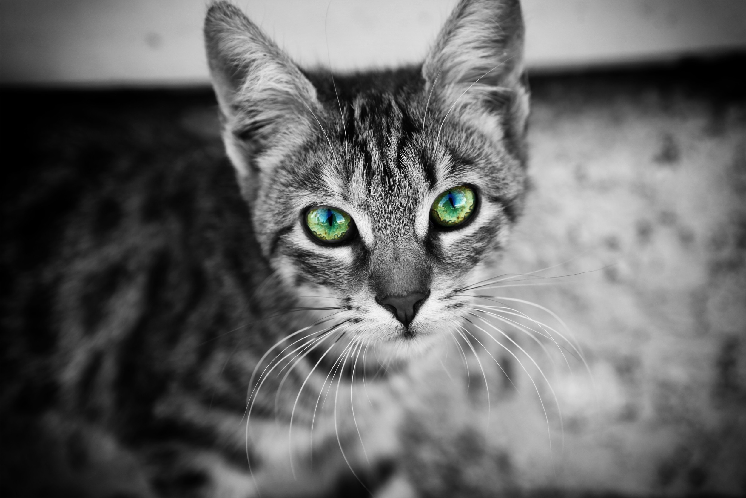 Close up of a tabby cat with green eyes HD Wallpaper