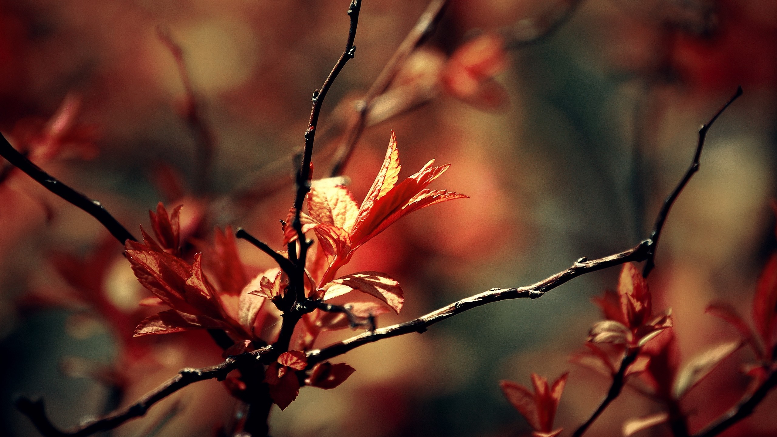 Close up of red leaves on a branch HD Wallpaper