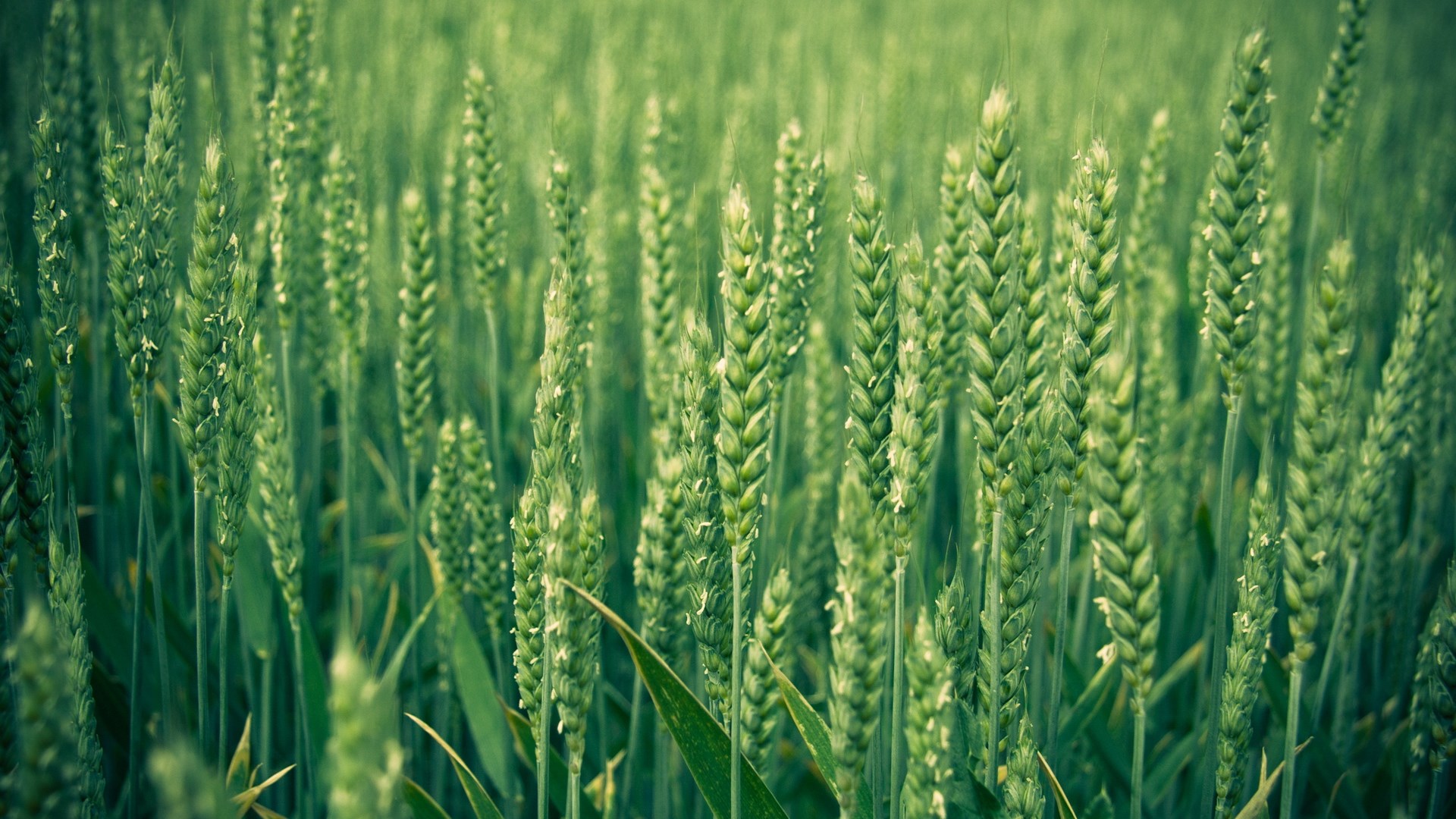 Green wheat field in soft focus HD Wallpaper