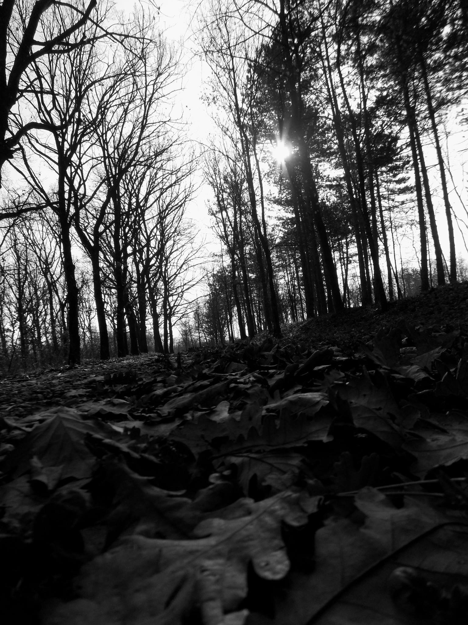 Monochrome forest floor with bare trees and sunlight HD Wallpaper