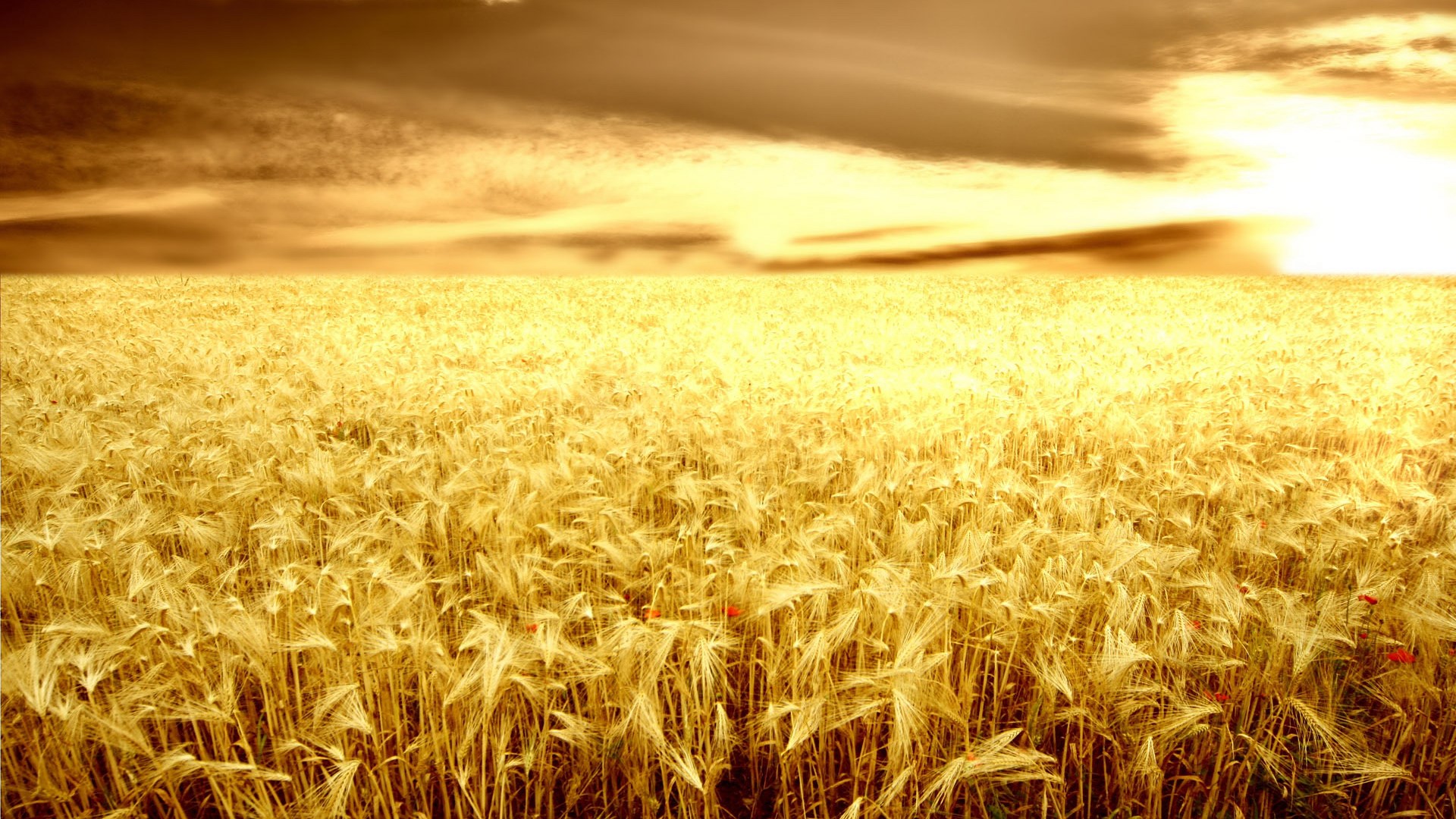 Golden wheat field under a dramatic sky HD Wallpaper