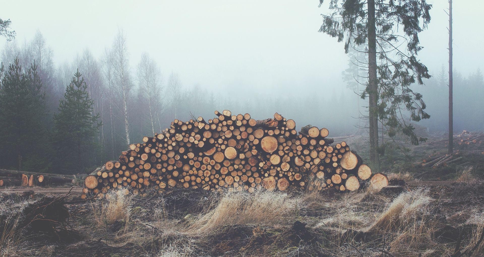 Pile of logs in a misty forest HD Wallpaper