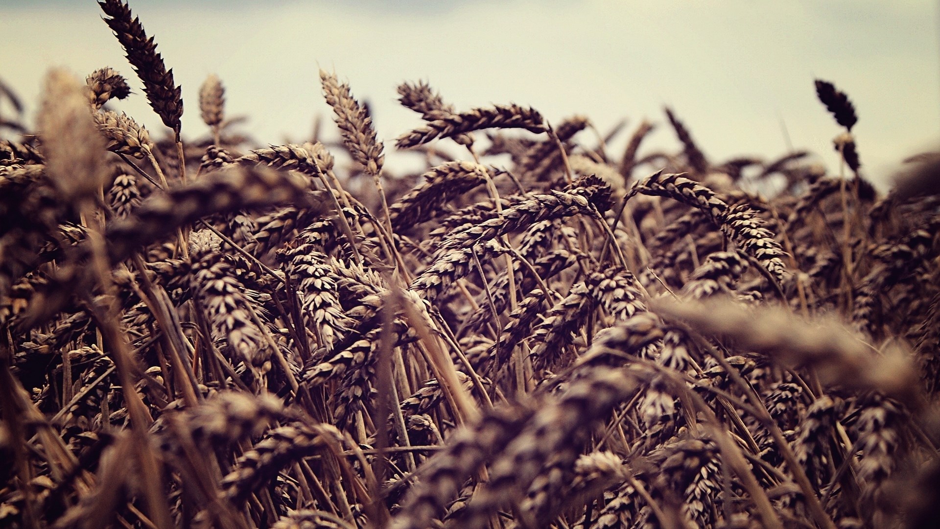 Close-up of a wheat field under a cloudy sky HD Wallpaper