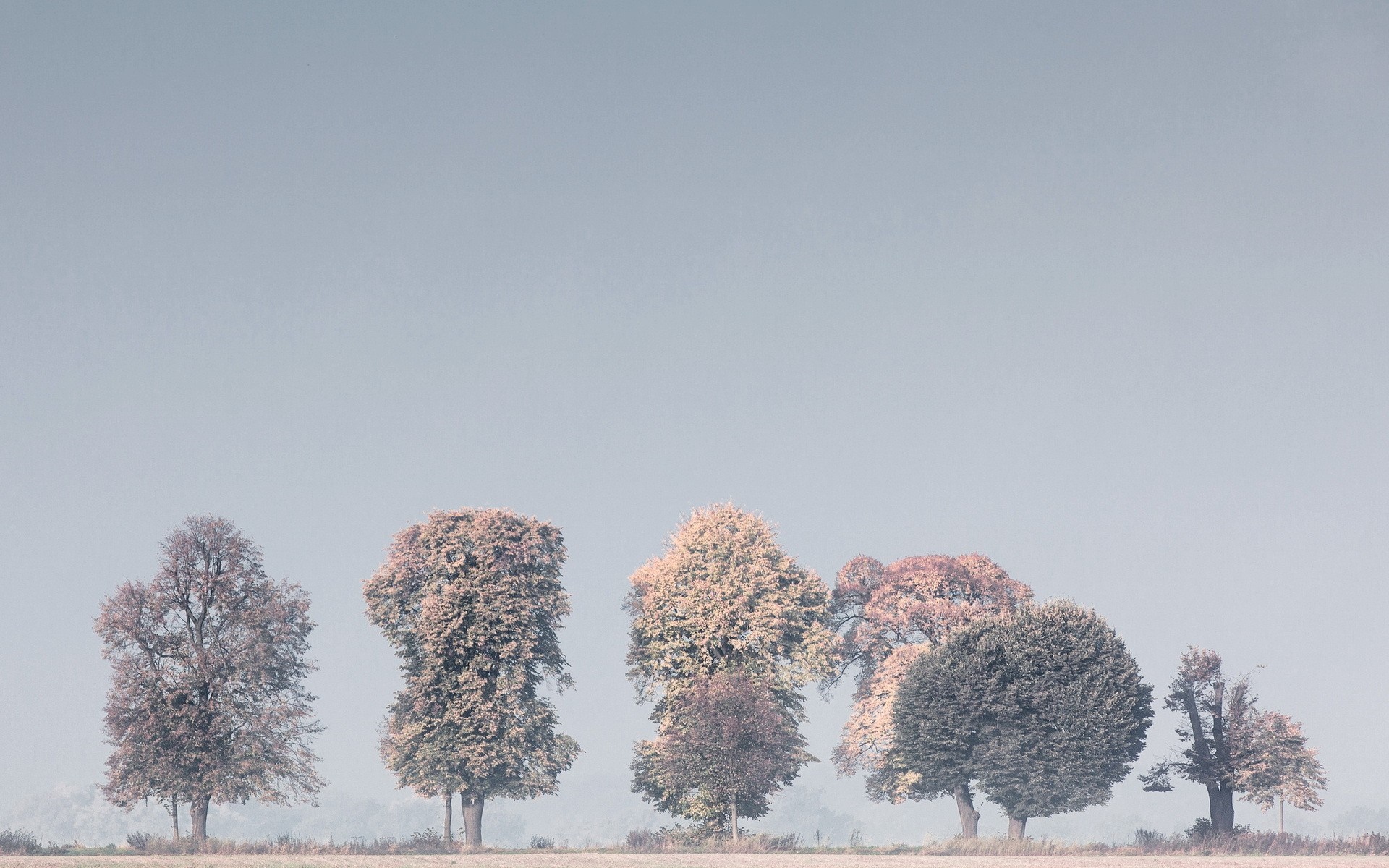 Line of trees on a hazy horizon HD Wallpaper
