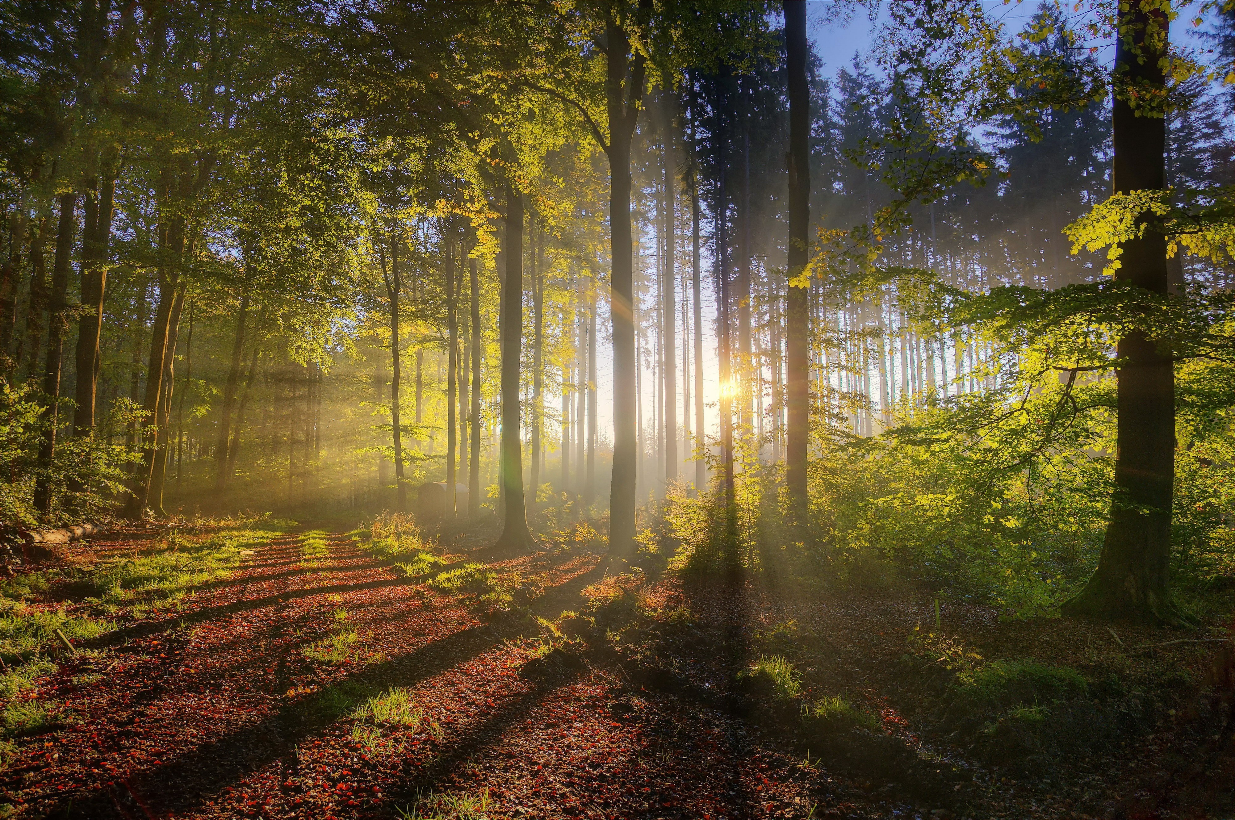 Sunlight filtering through a misty forest in the morning HD Wallpaper