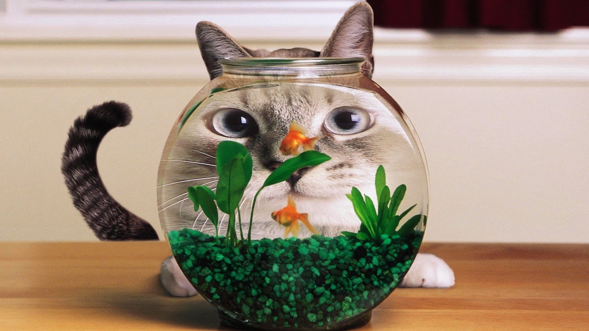 Cat looking through a fishbowl with goldfish HD Wallpaper