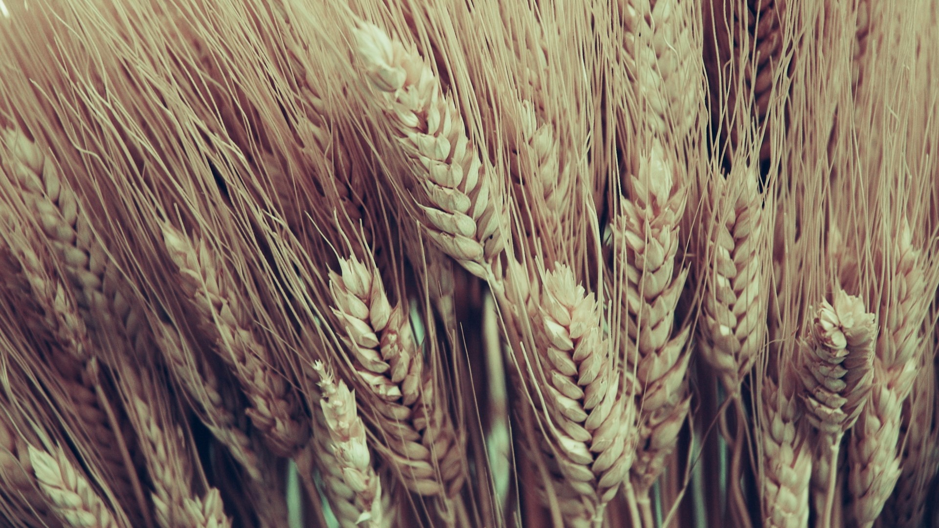 Close-up of ripe wheat stalks HD Wallpaper