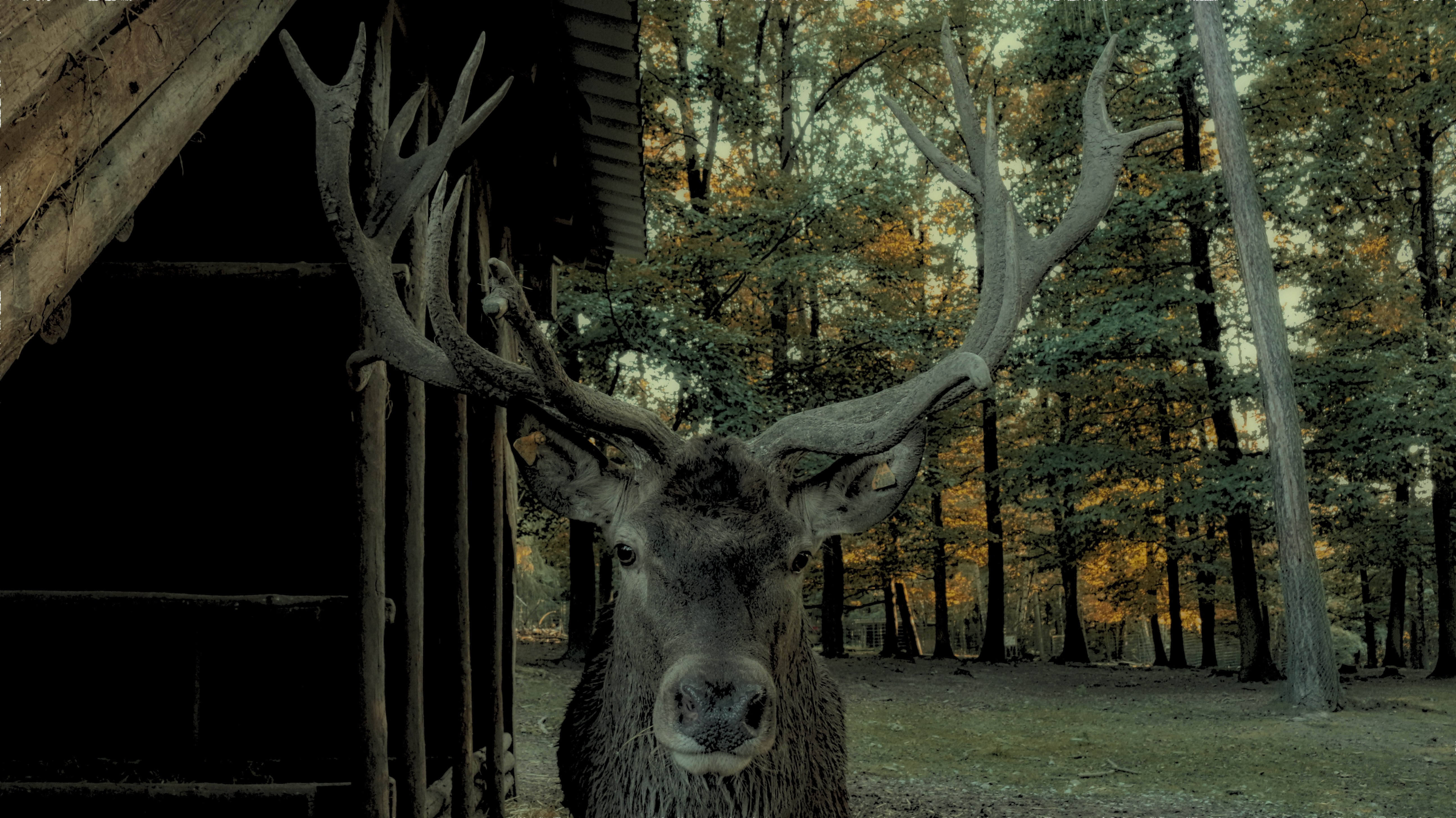 Deer with large antlers near a wooden structure in a forest HD Wallpaper