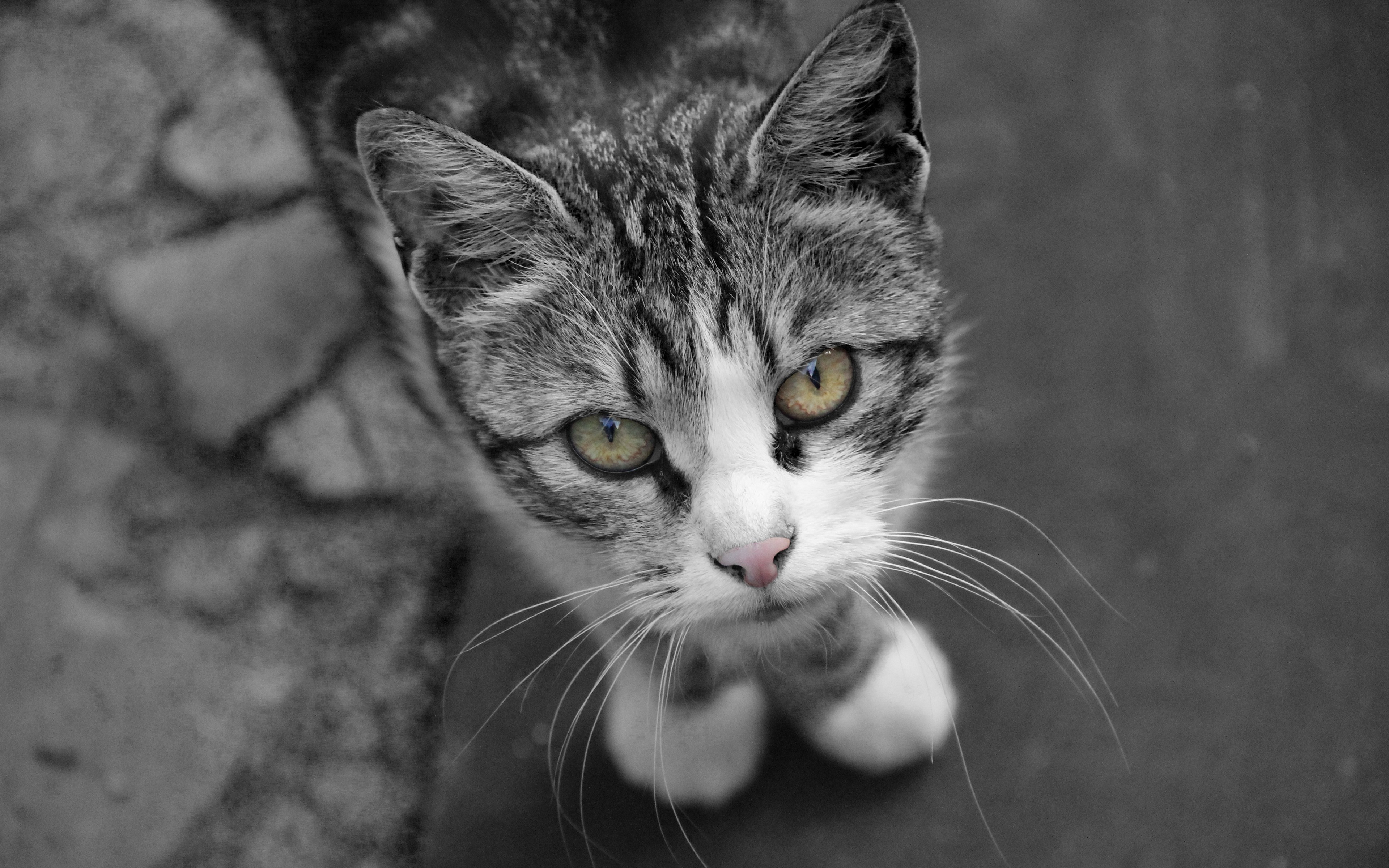 Close up of a tabby cat with yellow eyes HD Wallpaper