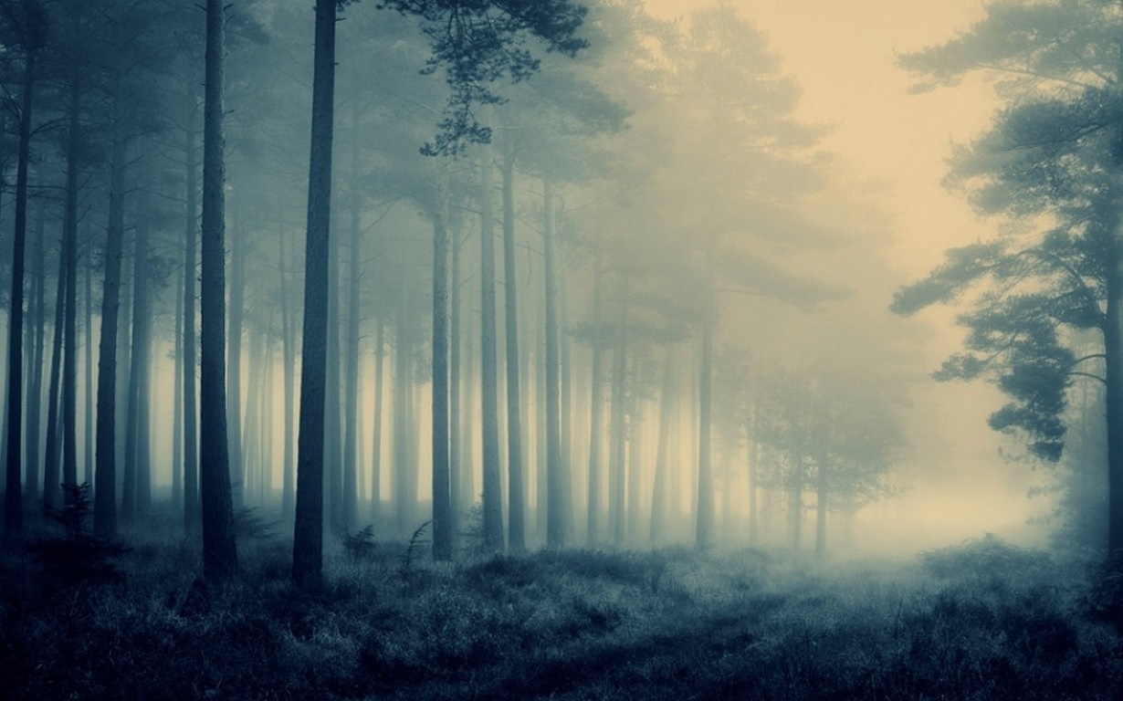 Misty forest with tall trees and grass HD Wallpaper