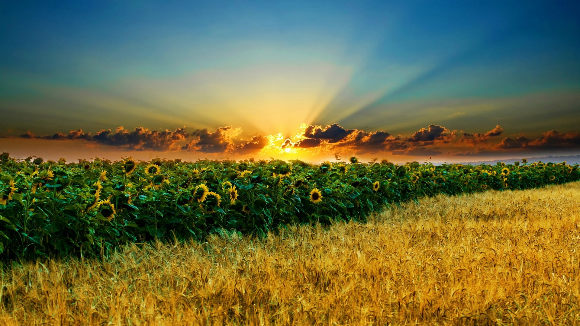 Sunrise over a field of sunflowers and wheat HD Wallpaper