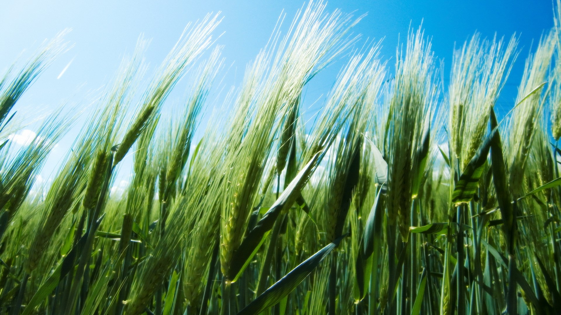 Green wheat field under a blue sky HD Wallpaper