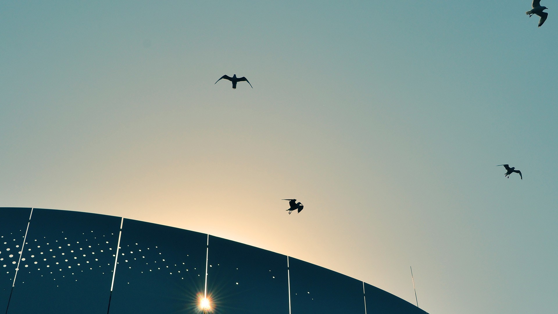 Silhouettes of birds flying against a sunset sky over a modern building HD Wallpaper