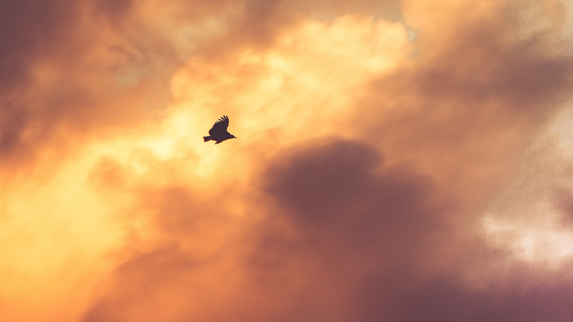 Bird flying through sunset clouds HD Wallpaper