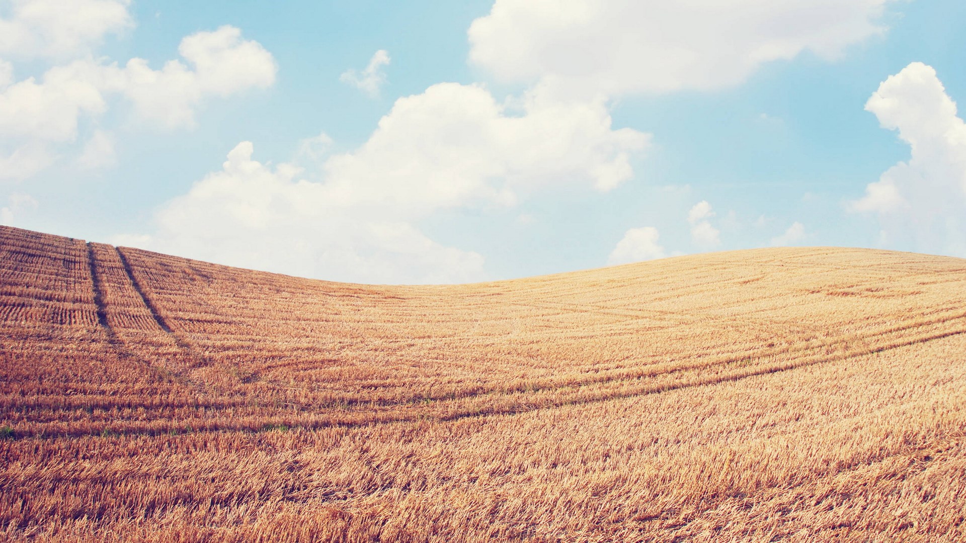 Golden wheat field under a blue sky with clouds HD Wallpaper