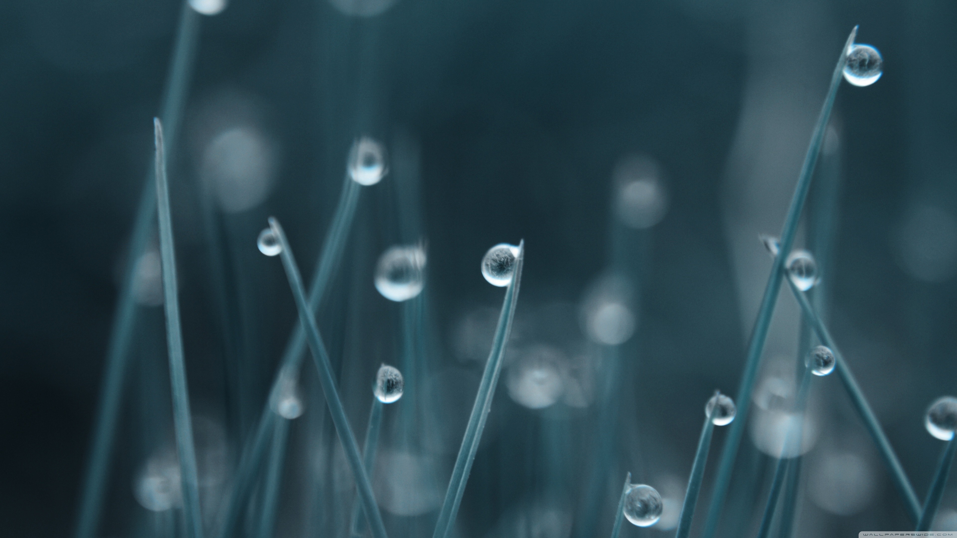 Close-up of dew drops on grass blades HD Wallpaper