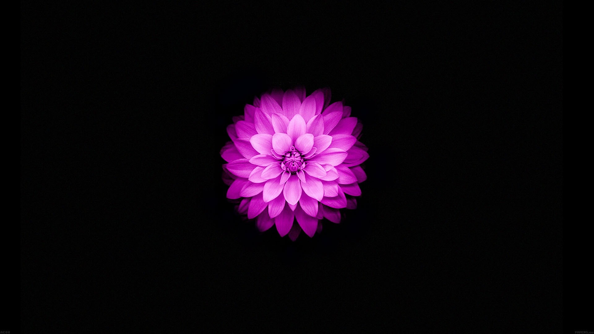 Purple dahlia flower on black background HD Wallpaper