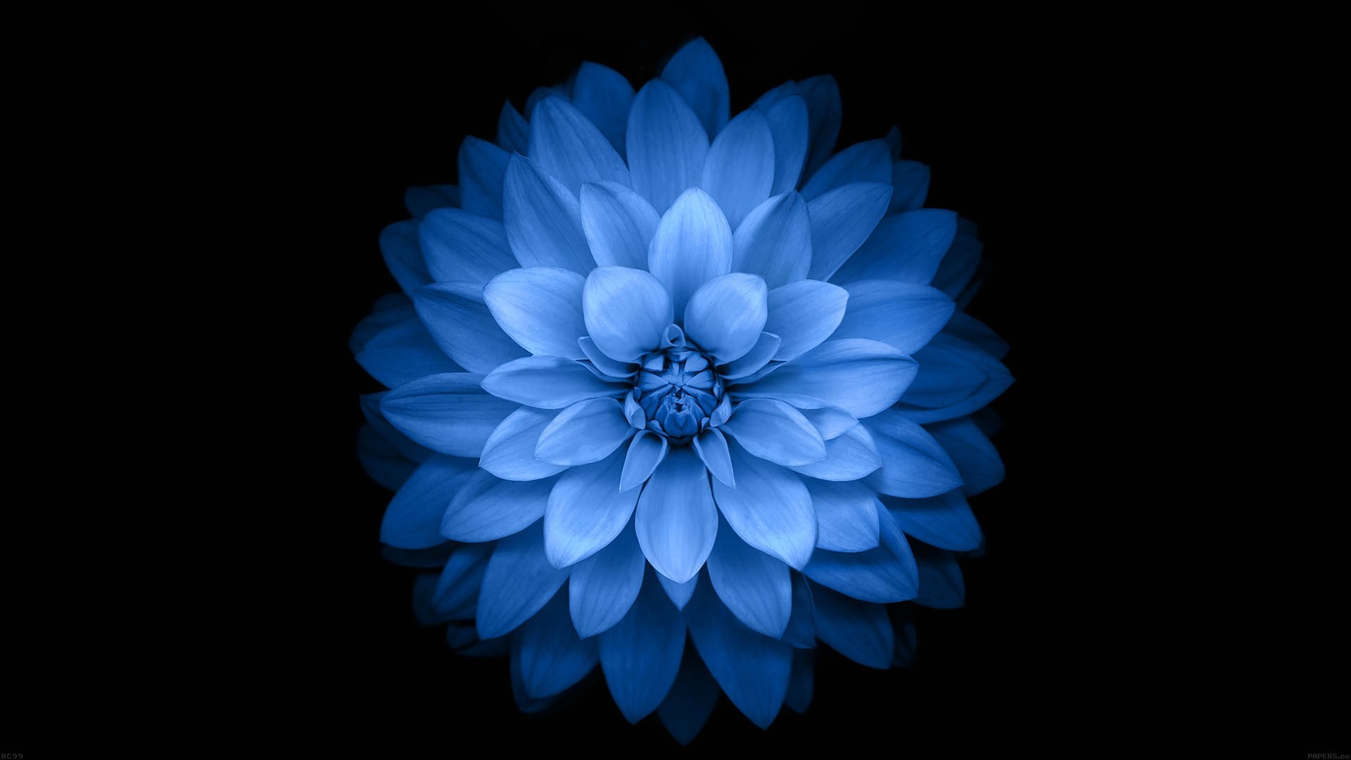 Blue flower with black background HD Wallpaper