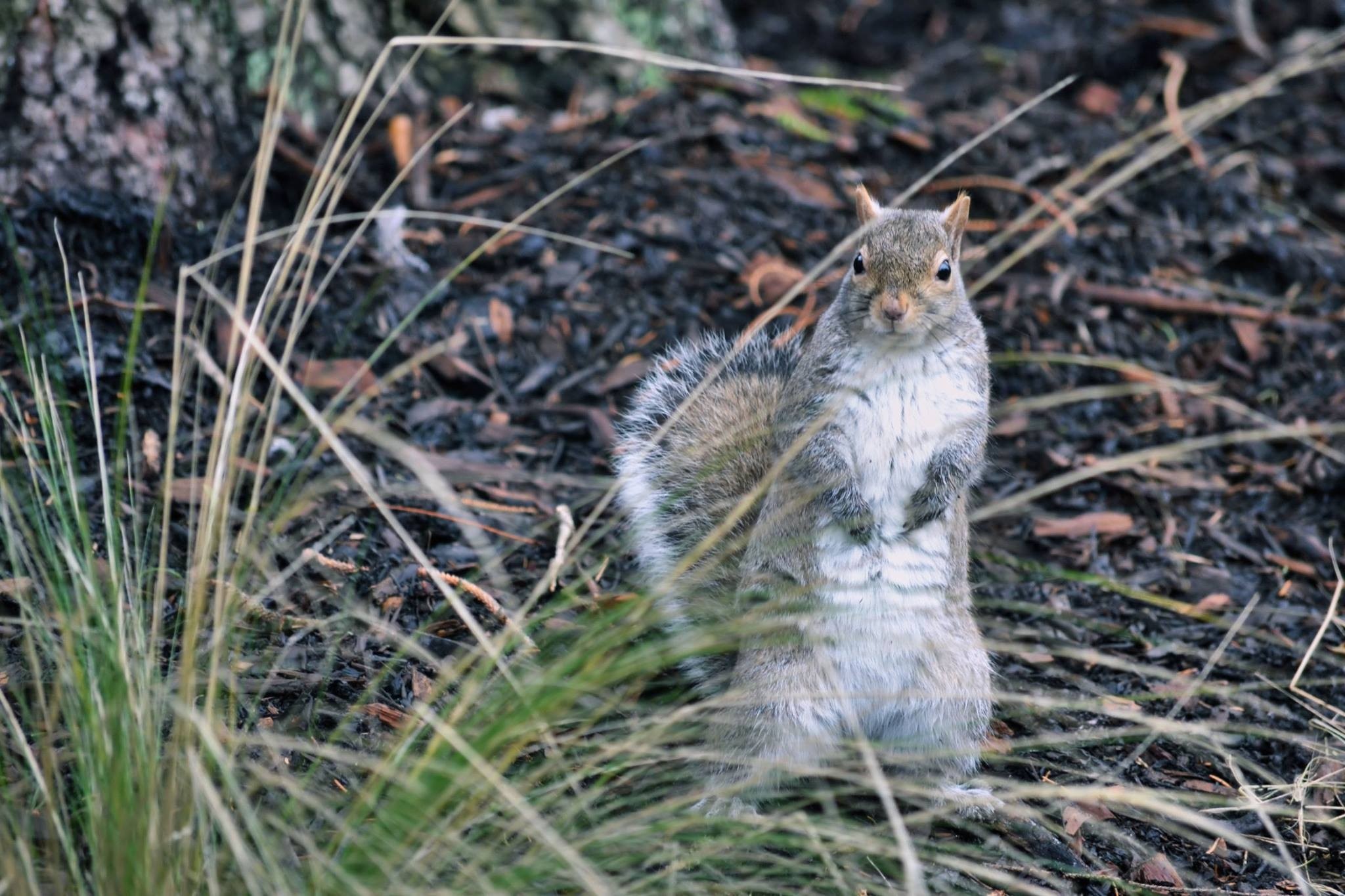 A squirrel stands on the ground in dry grass HD Wallpaper