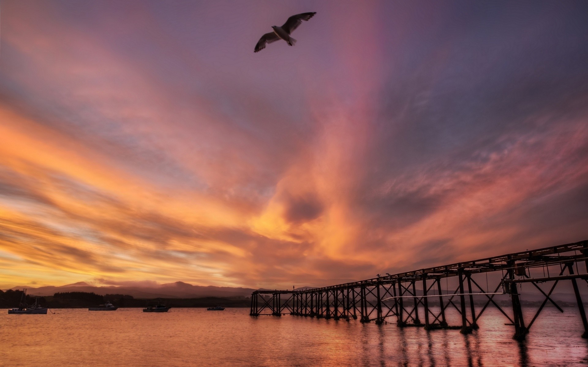 Seagull flying over a pier at sunset HD Wallpaper