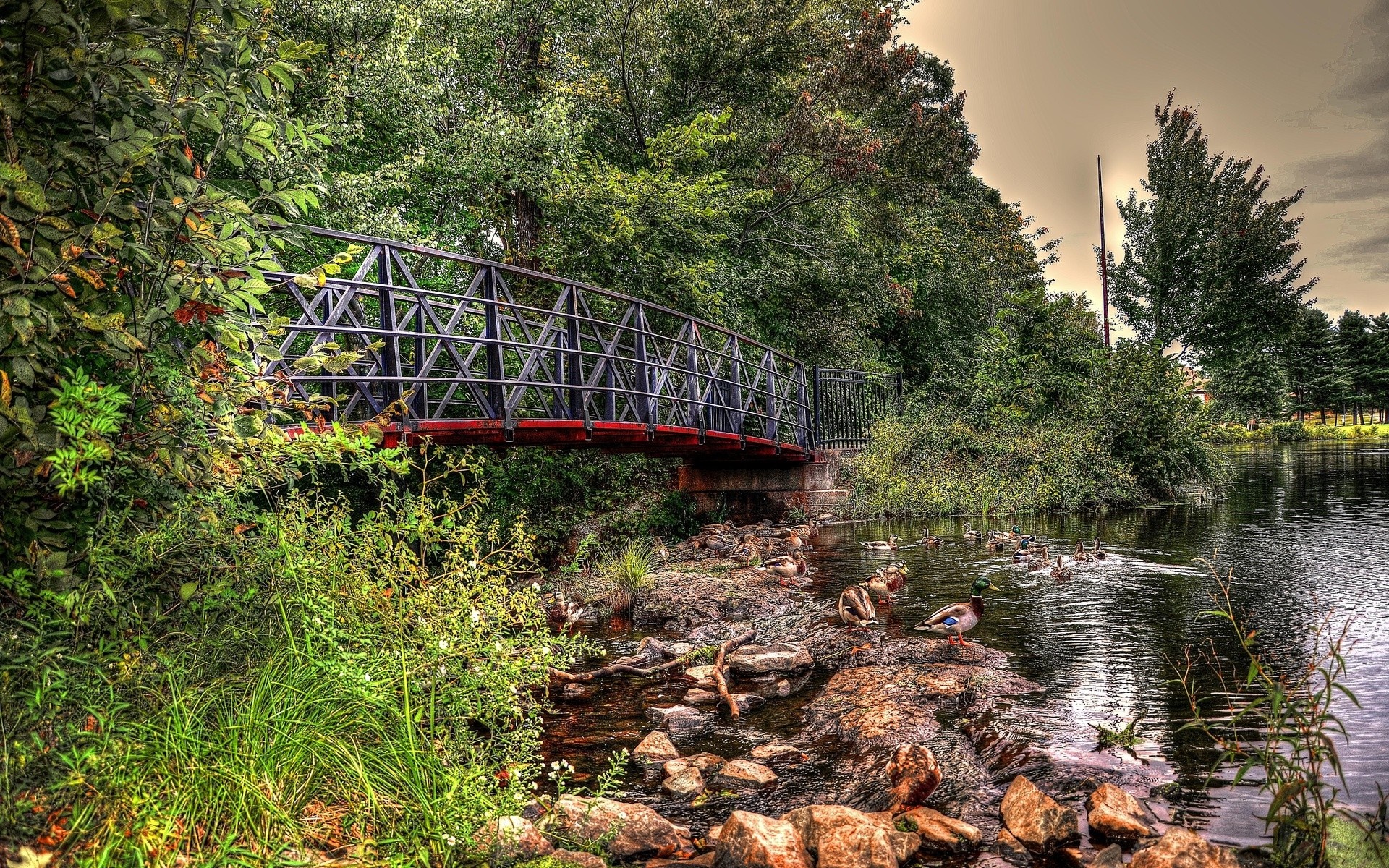 Bridge over a stream with ducks HD Wallpaper