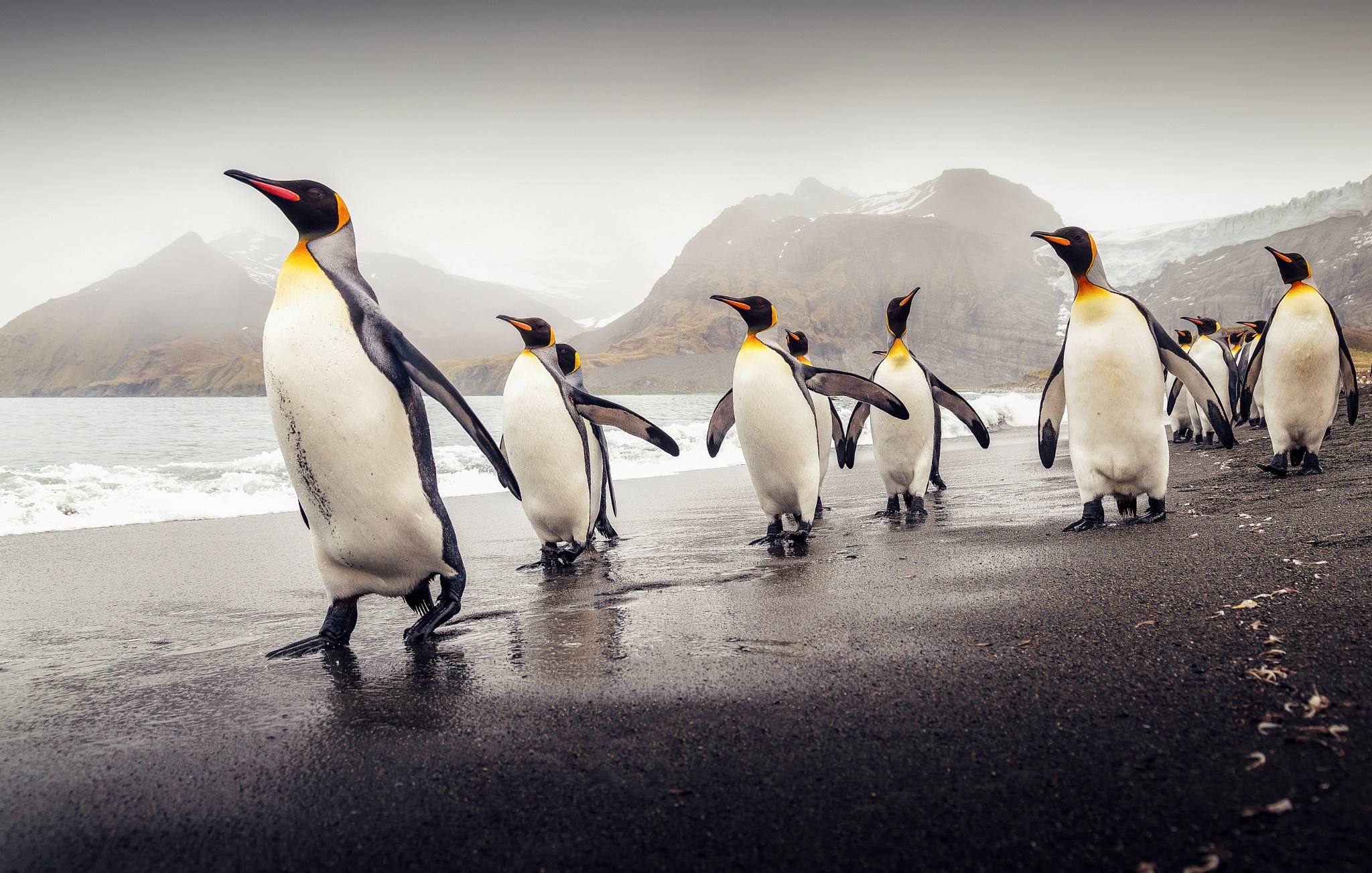 Penguin HD Wallpapers Backgrounds