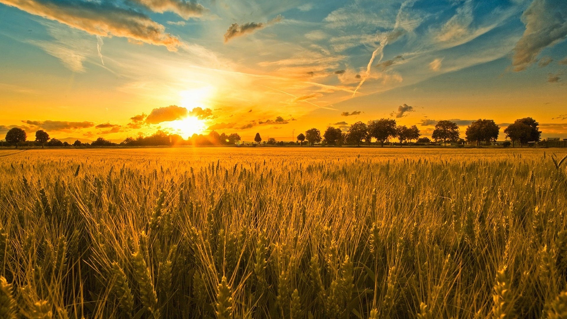 Wheat field at sunset with trees and clouds HD Wallpaper