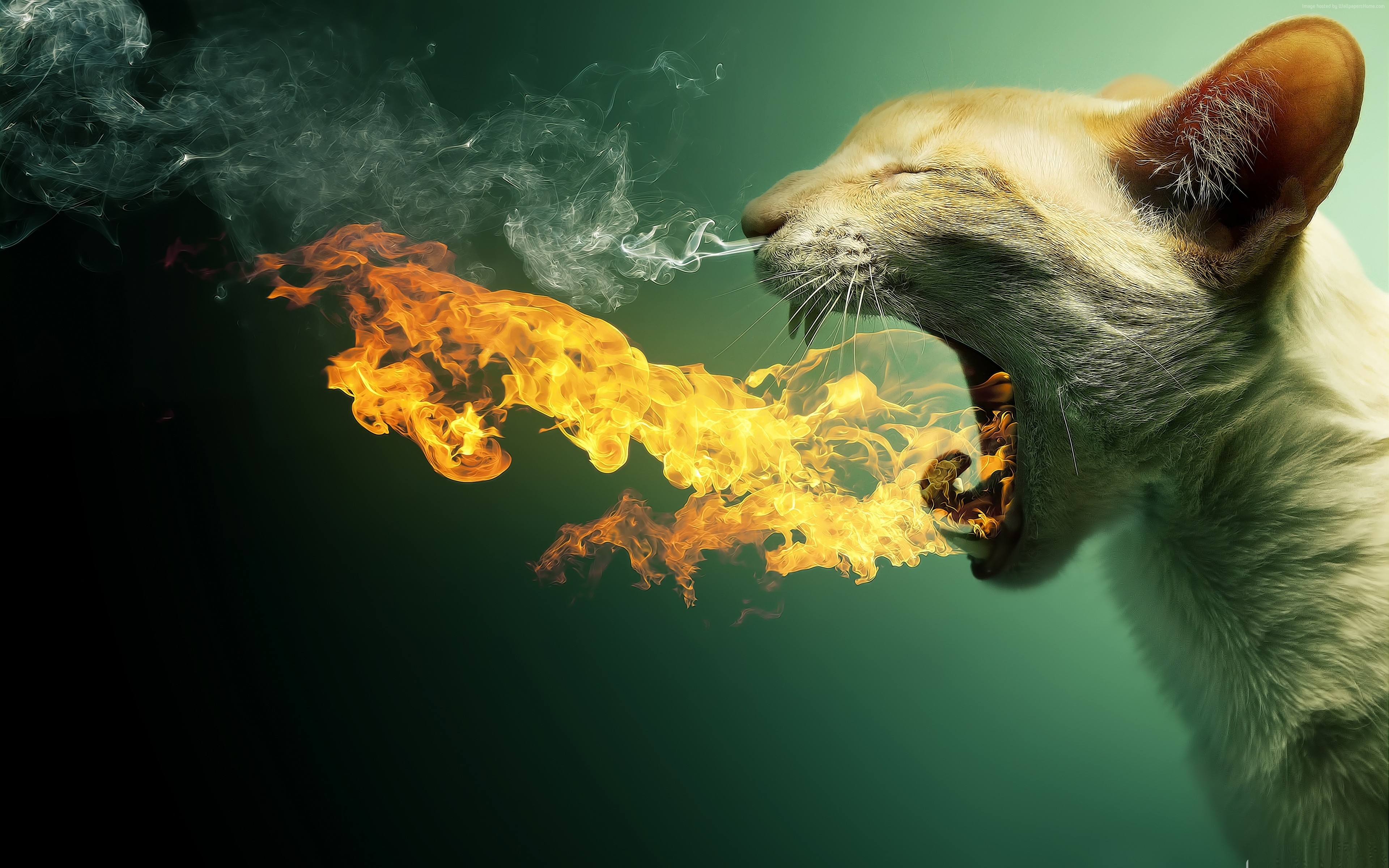 Cat breathing fire and smoke HD Wallpaper
