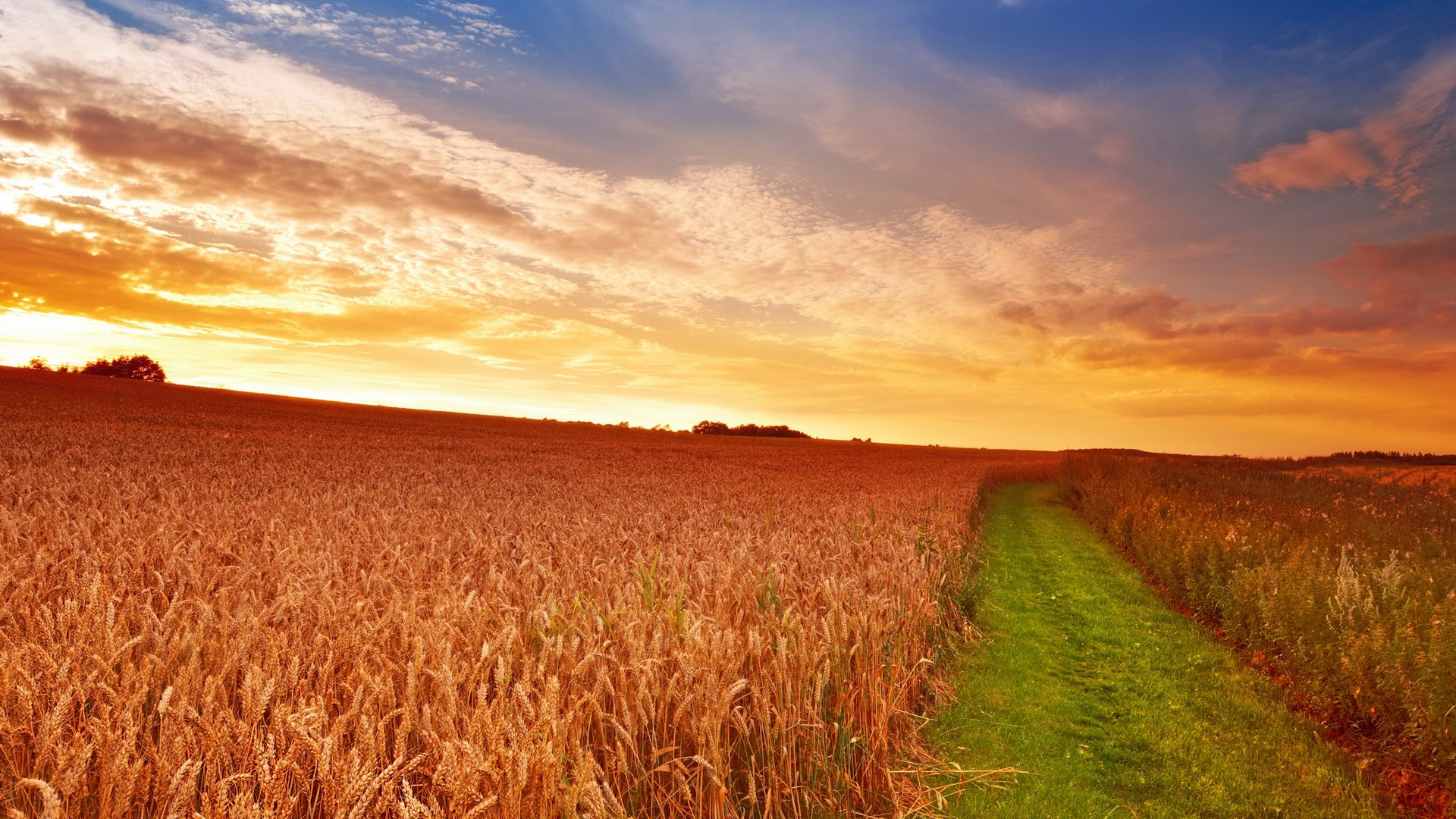 Golden wheat field at sunset with a green path HD Wallpaper