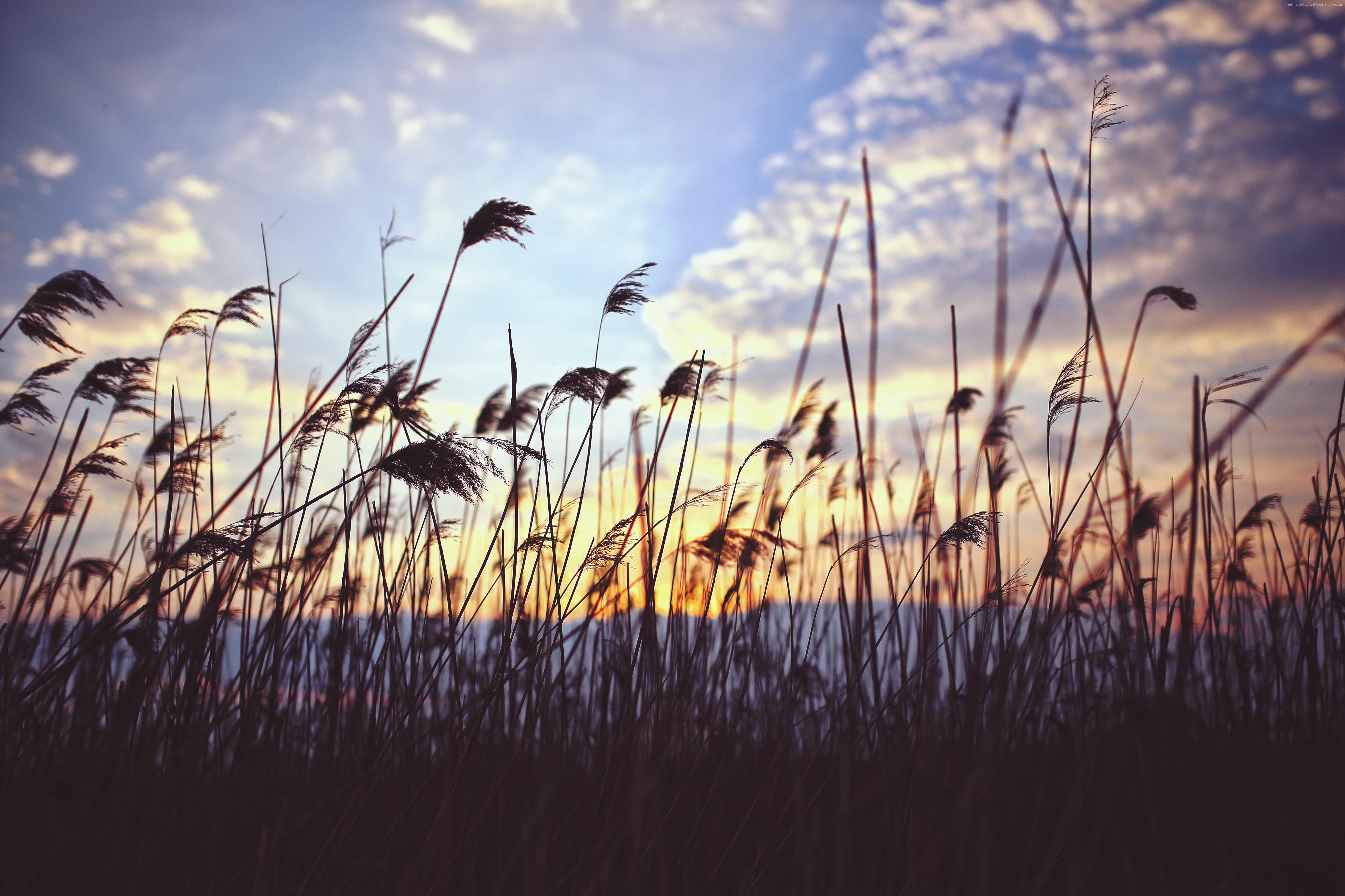 Sunset over a field of grass with clouds HD Wallpaper