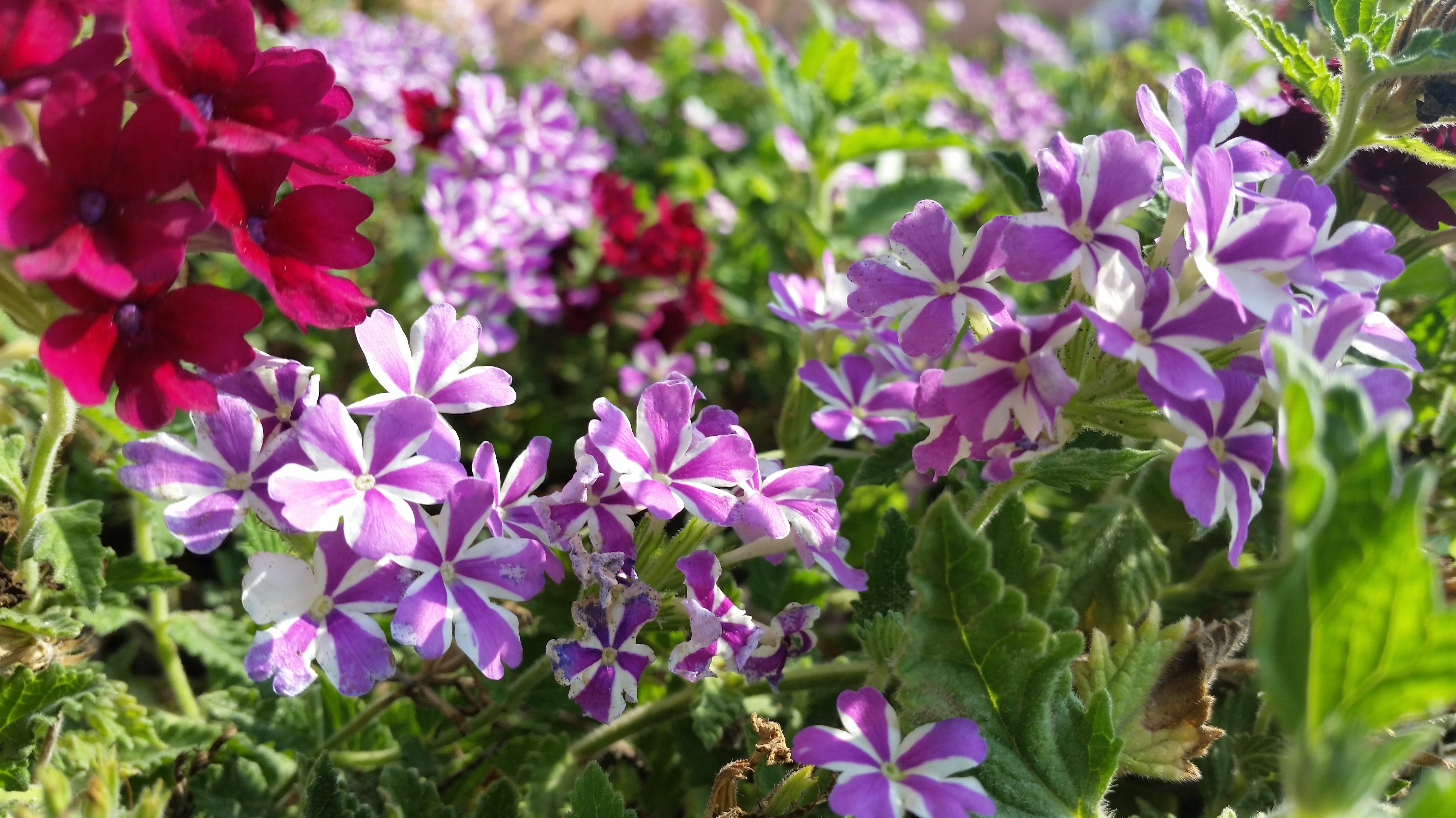 Purple and white striped flowers with red flowers HD Wallpaper