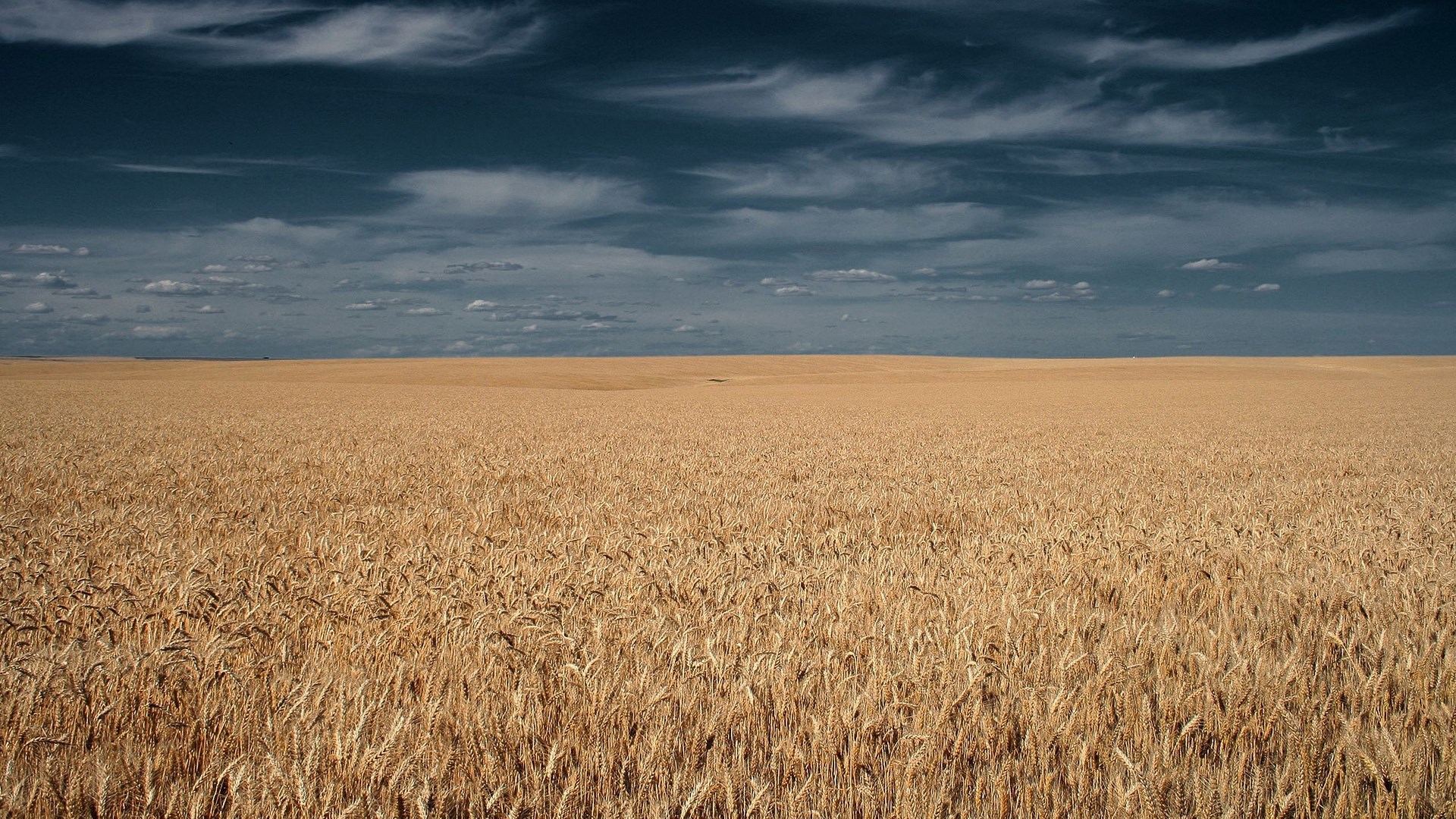 Golden wheat field under a cloudy sky HD Wallpaper