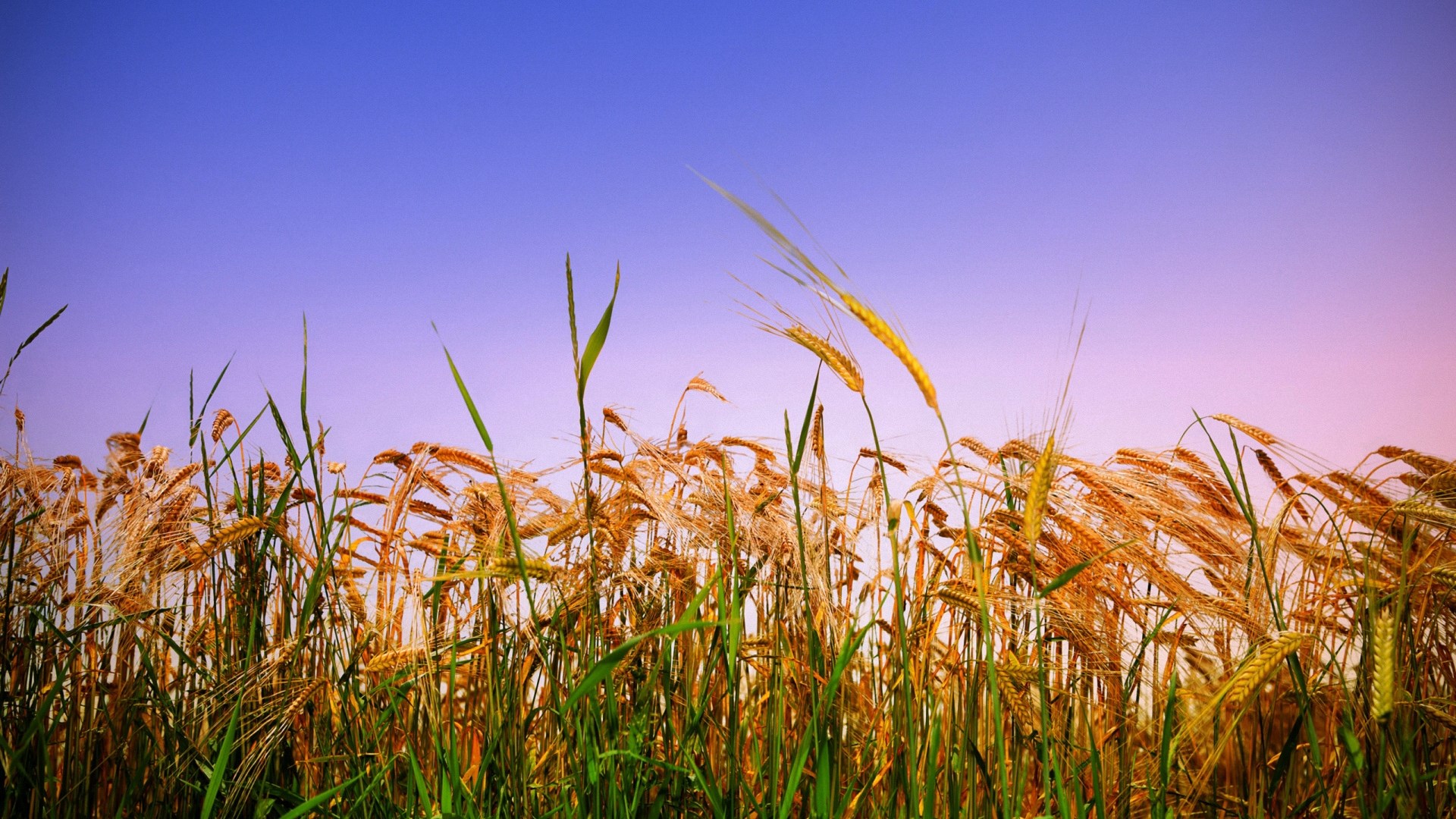 Wheat field under a gradient sky HD Wallpaper