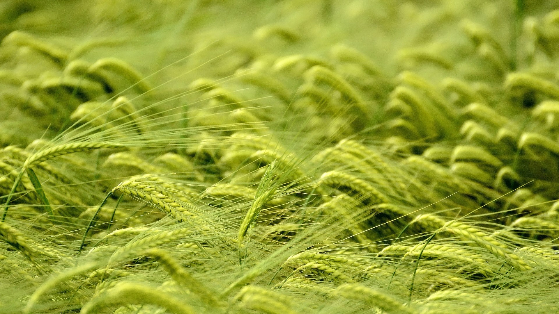 Field of green wheat stalks swaying in the wind HD Wallpaper