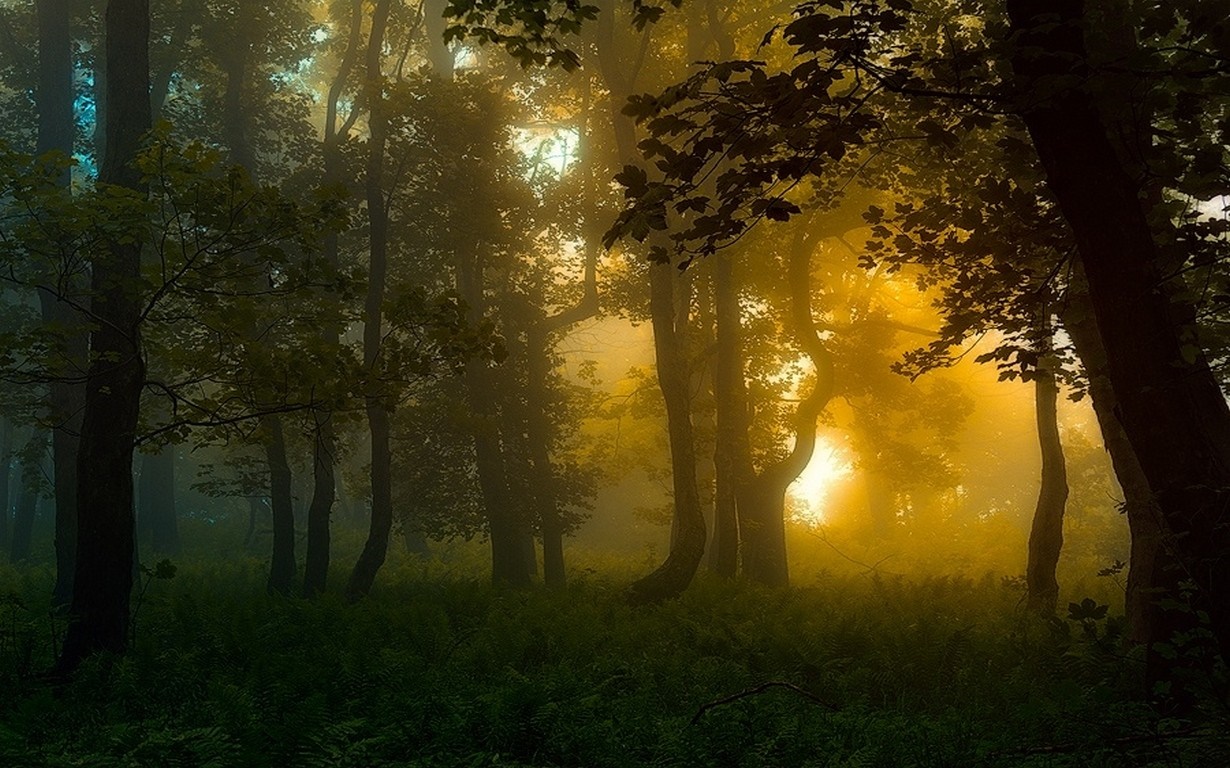 Sunlight filtering through a misty forest with green foliage HD Wallpaper