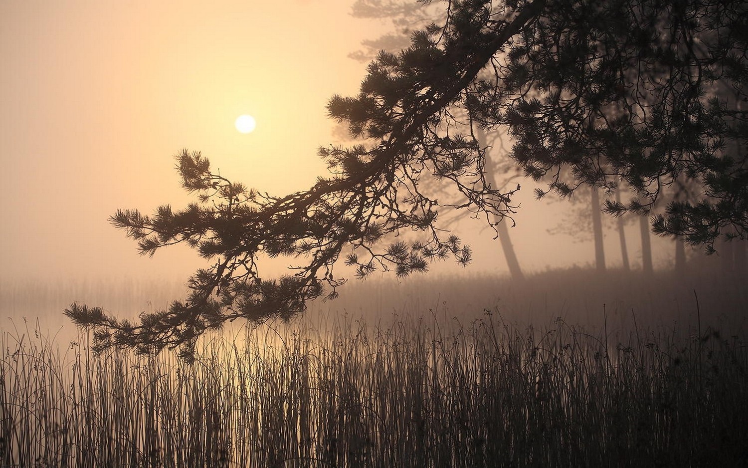 Misty sunrise over a lake with pine tree branch HD Wallpaper