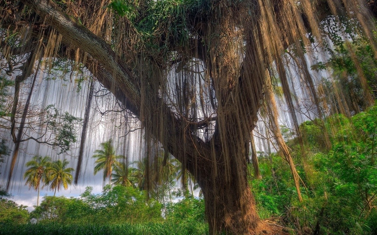 A large tree with hanging vines in a tropical forest HD Wallpaper