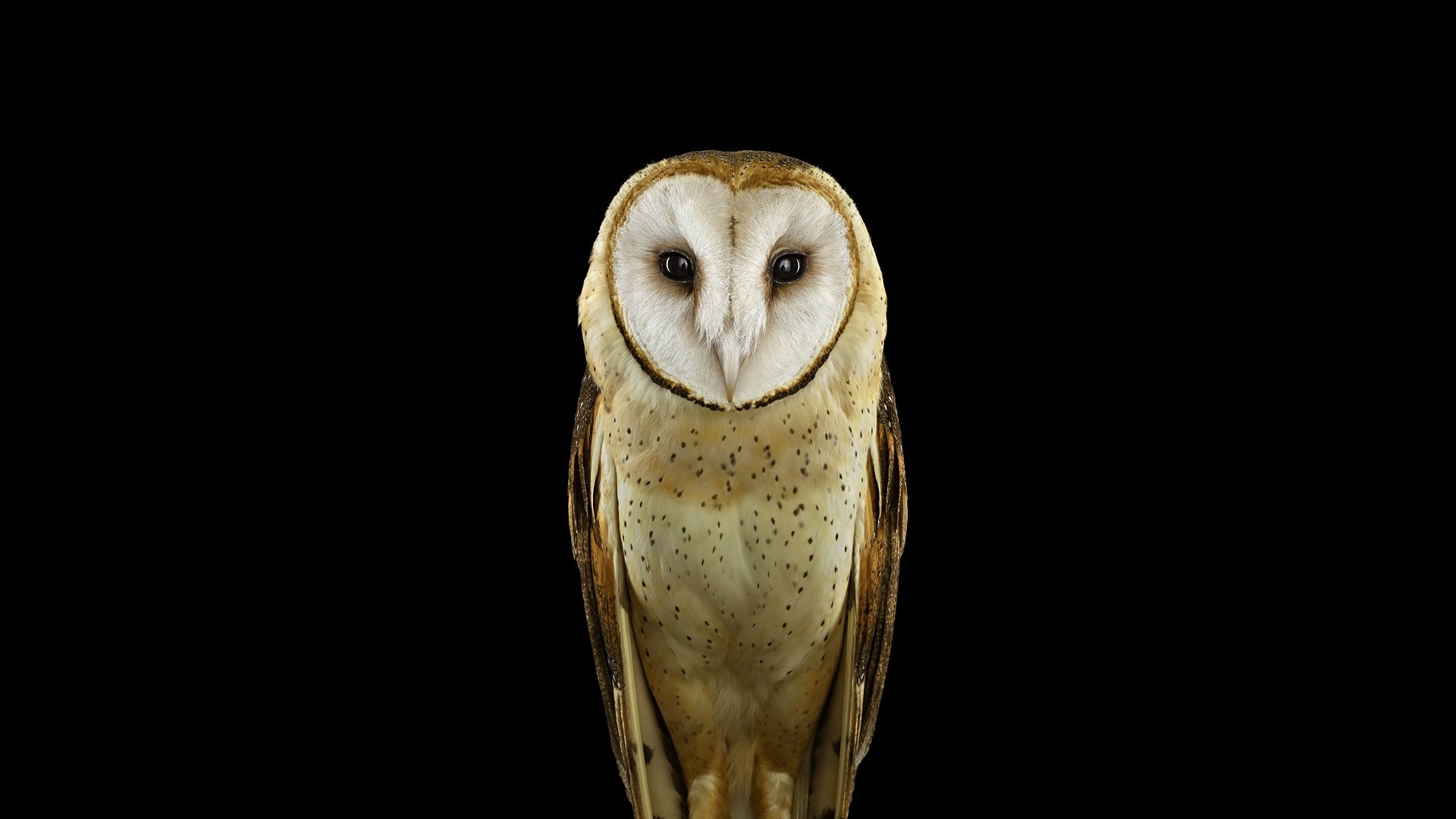 Barn owl with speckled feathers against a black background HD Wallpaper