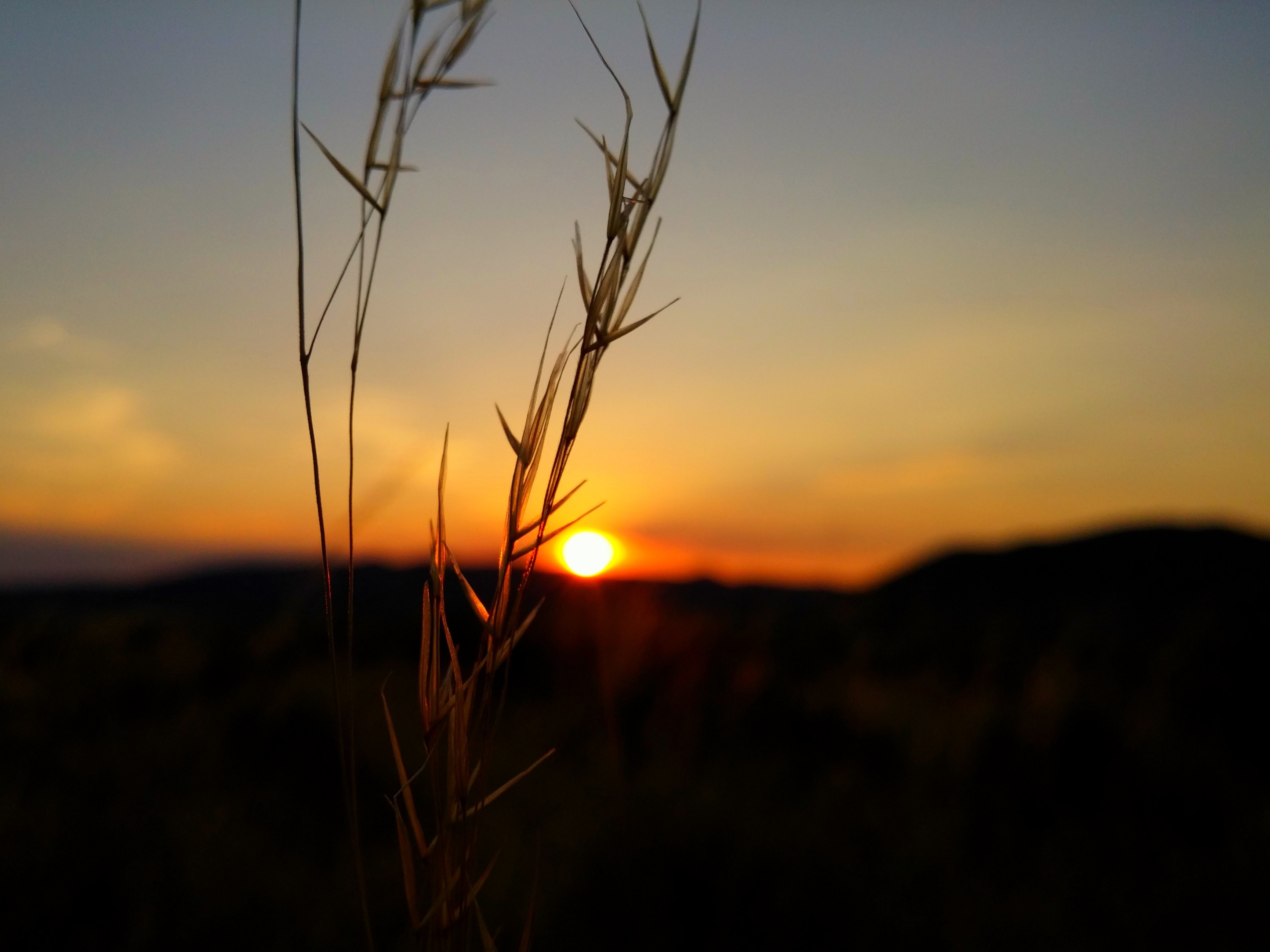 Sunset over a hill with grass in the foreground HD Wallpaper