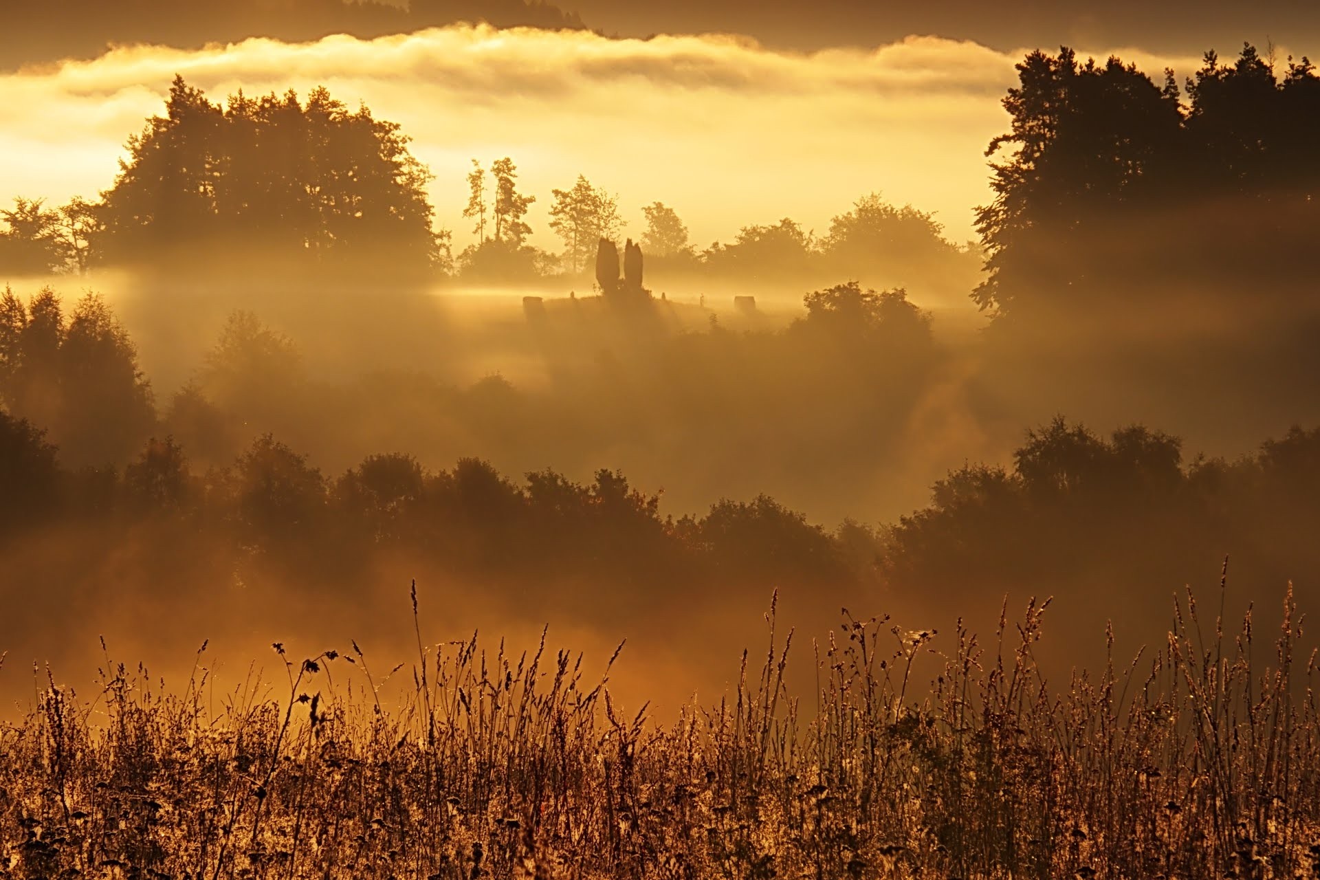 Misty forest at sunrise with golden light HD Wallpaper