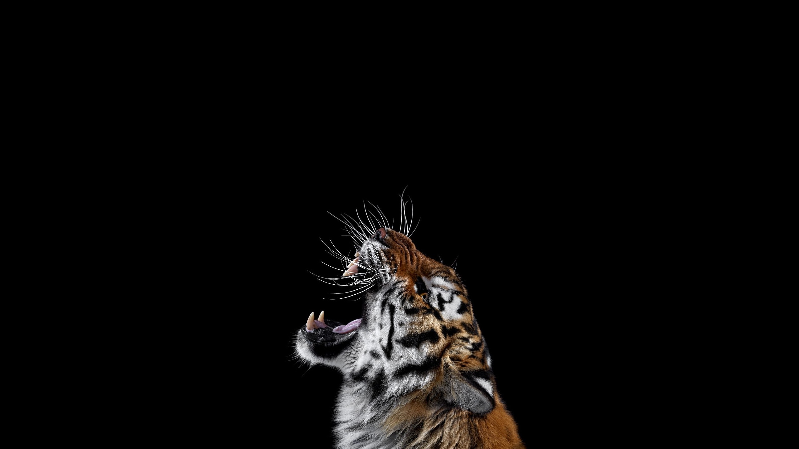 Tiger yawning with mouth wide open HD Wallpaper
