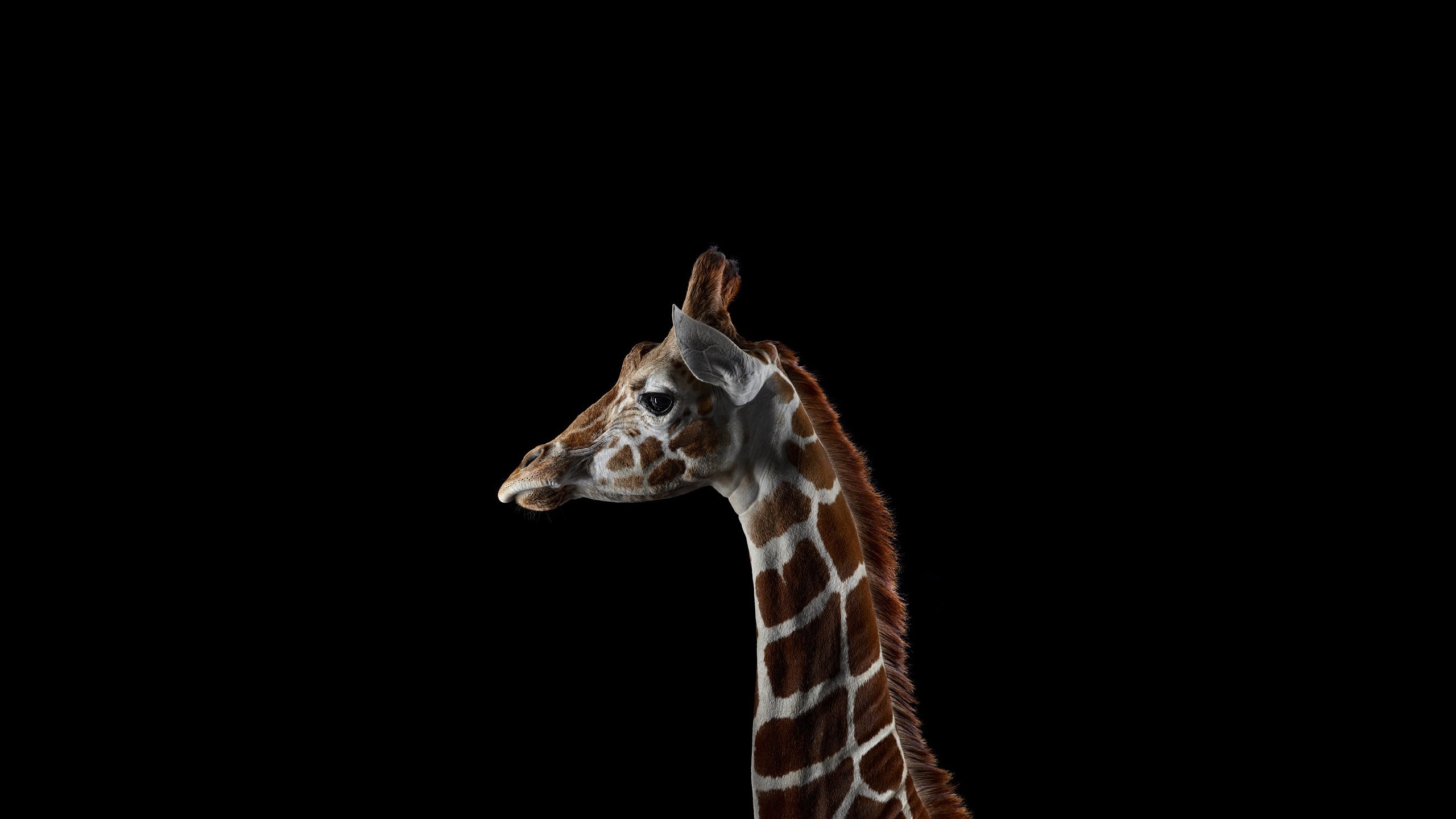 Giraffe head and neck against black background HD Wallpaper