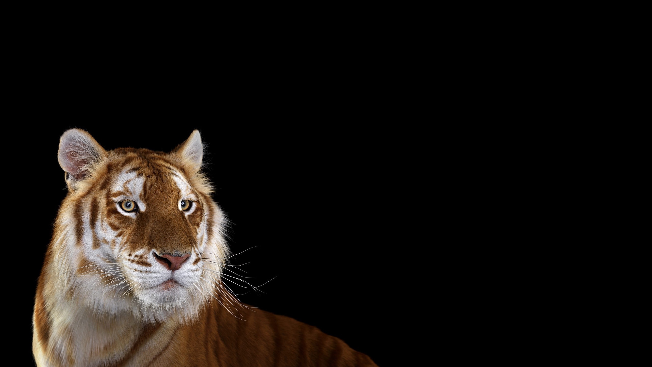 Golden Tiger with White Whiskers on Black Background HD Wallpaper